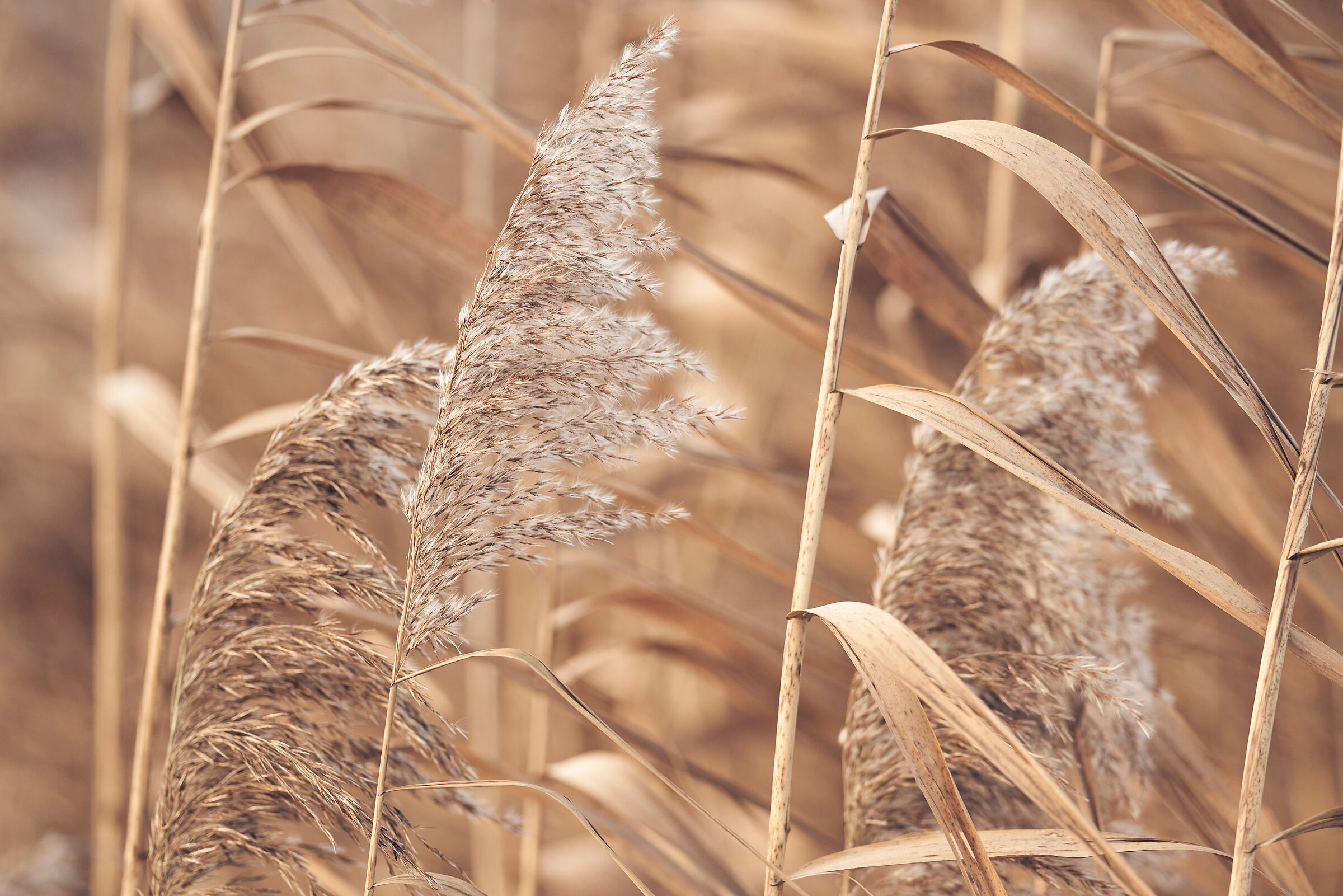 Colori marroni della natura
