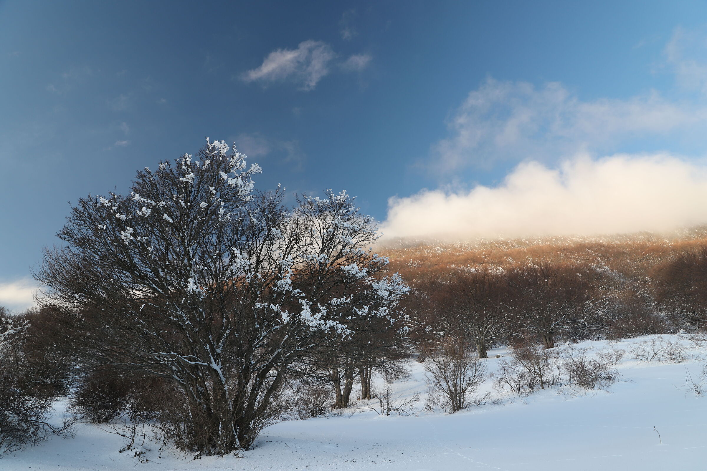 Fiori bianchi gelati