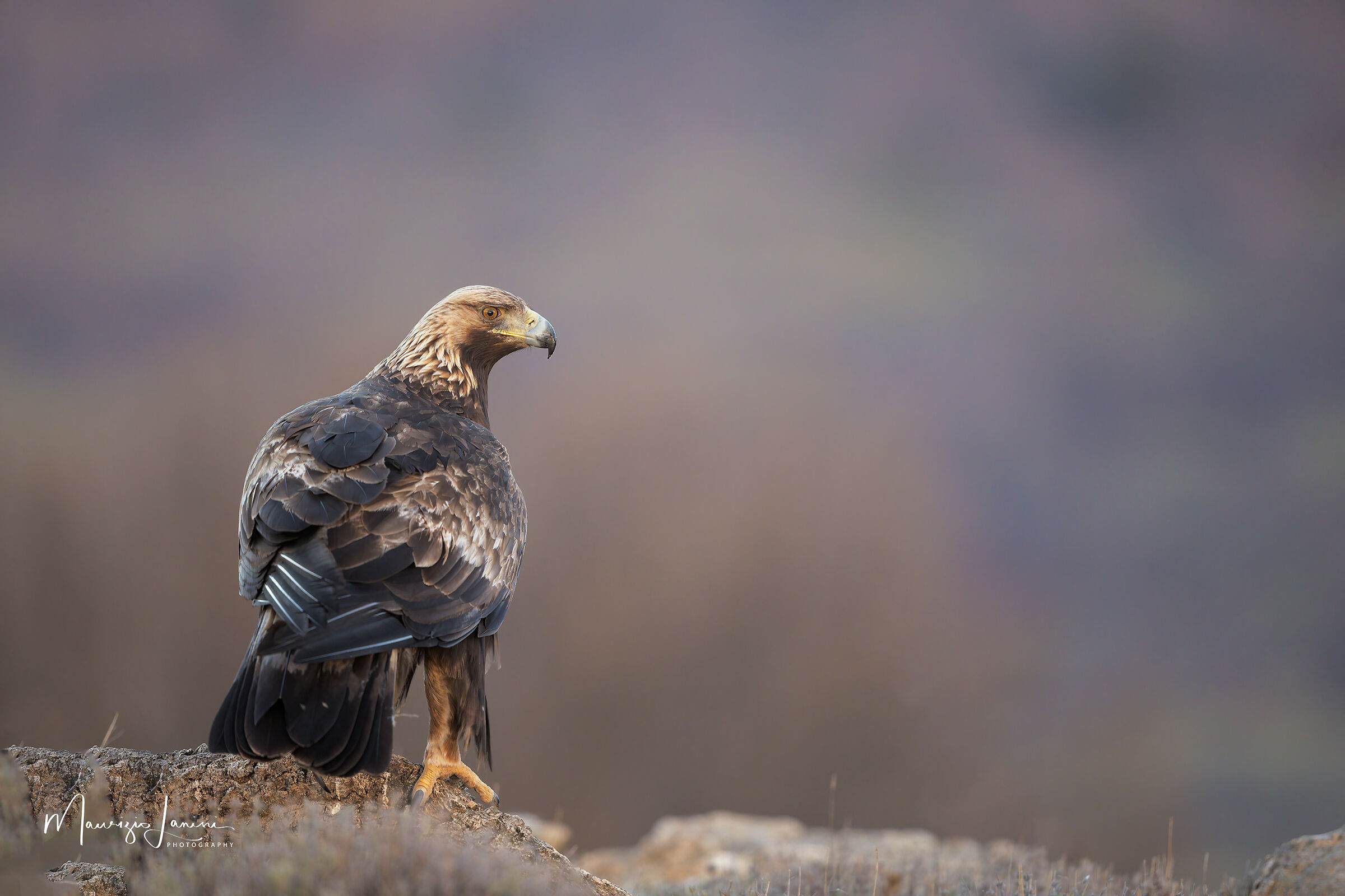 Golden eagle