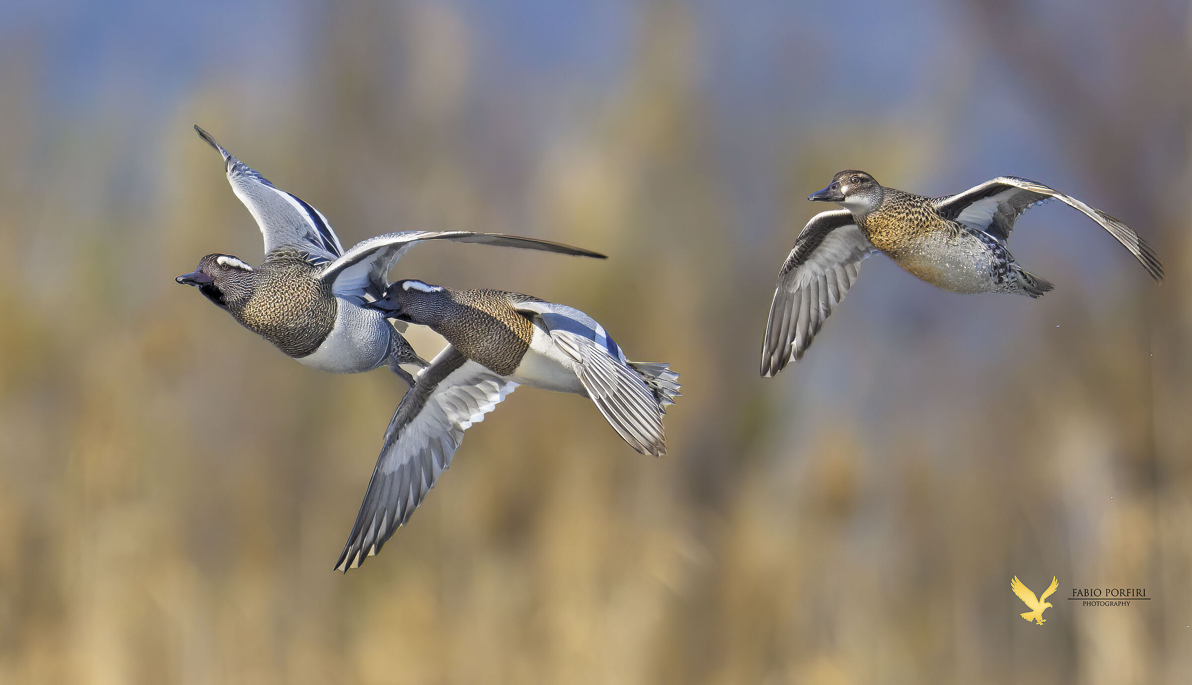 l'ultima della serie --- il morso