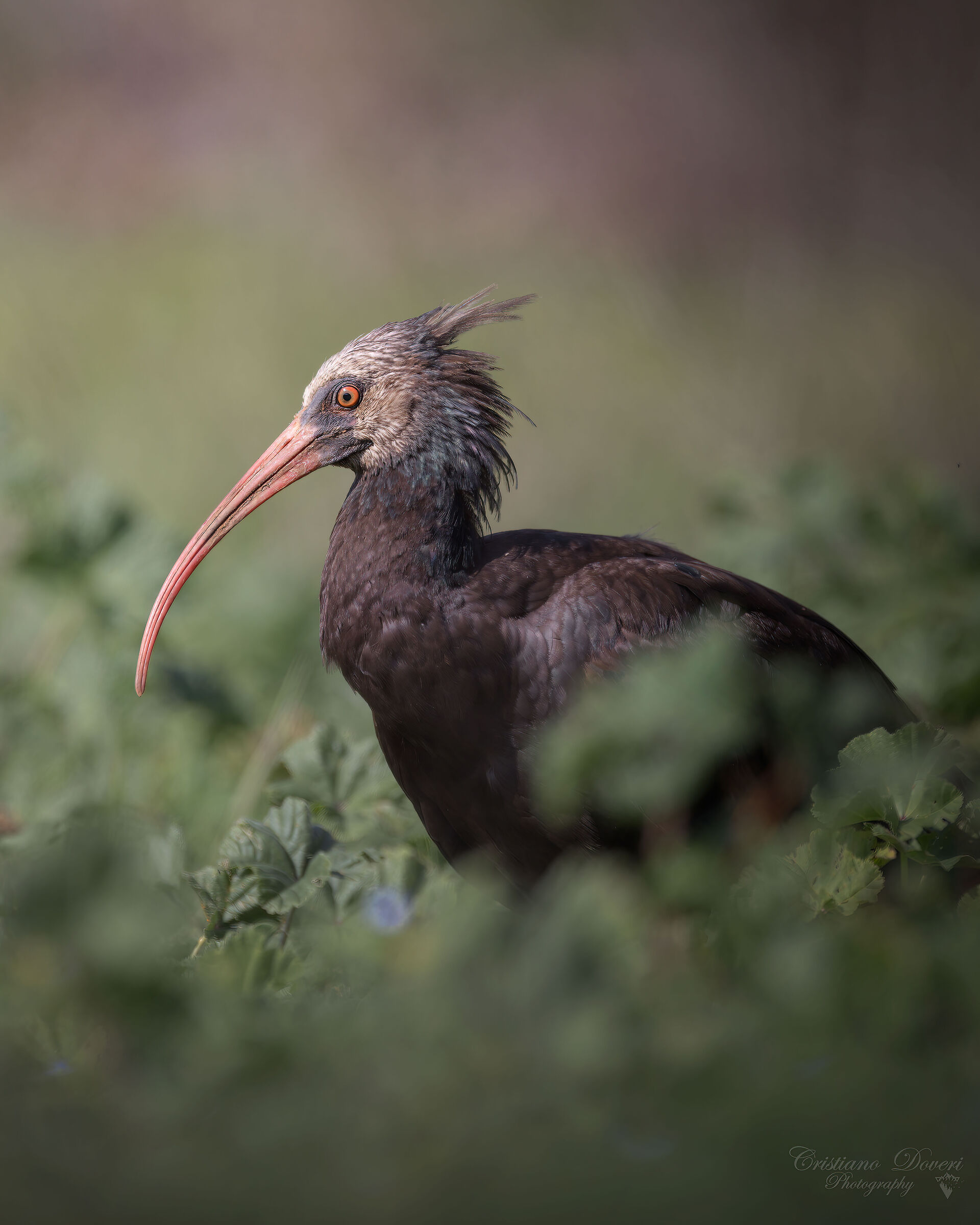 Ibis Eremita