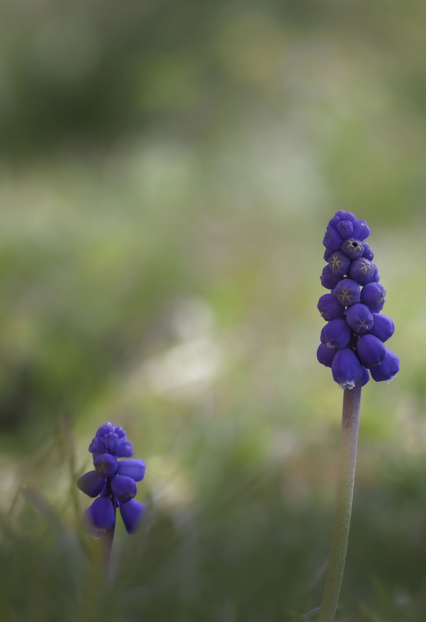 La primavera in giardino
