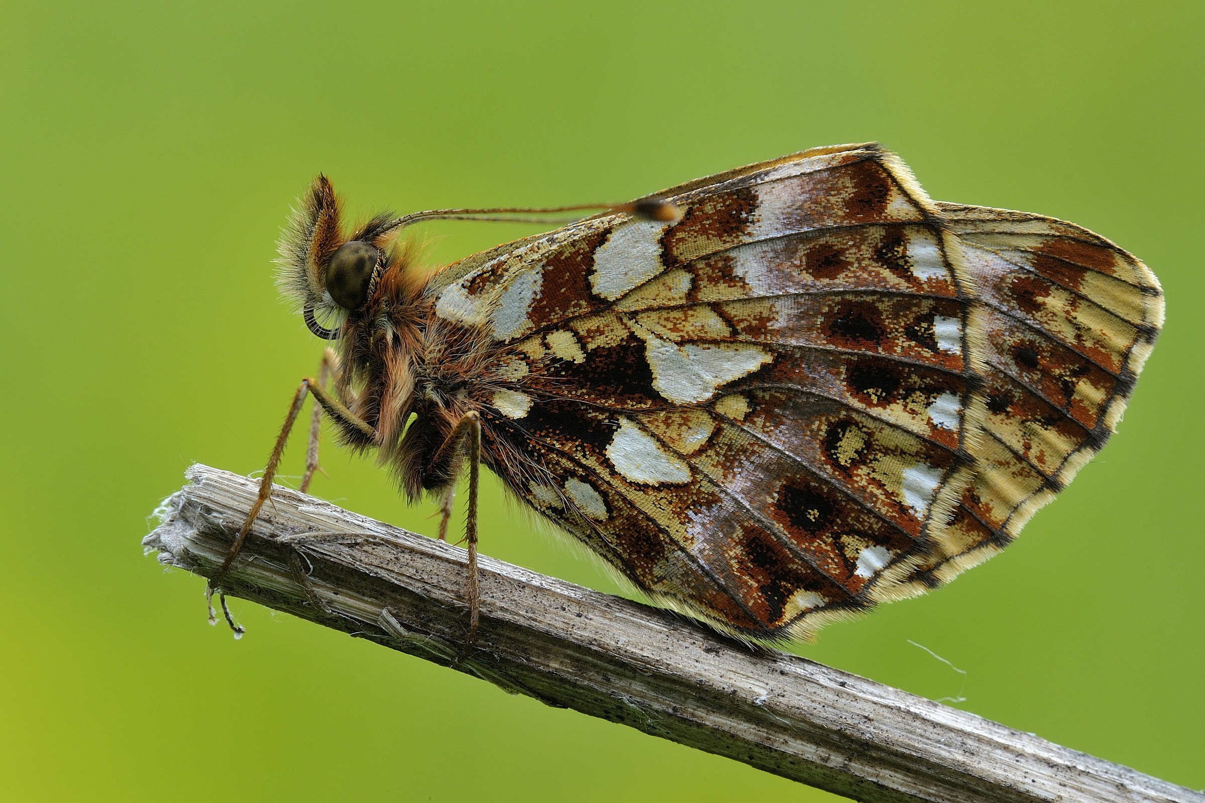 Boloria give