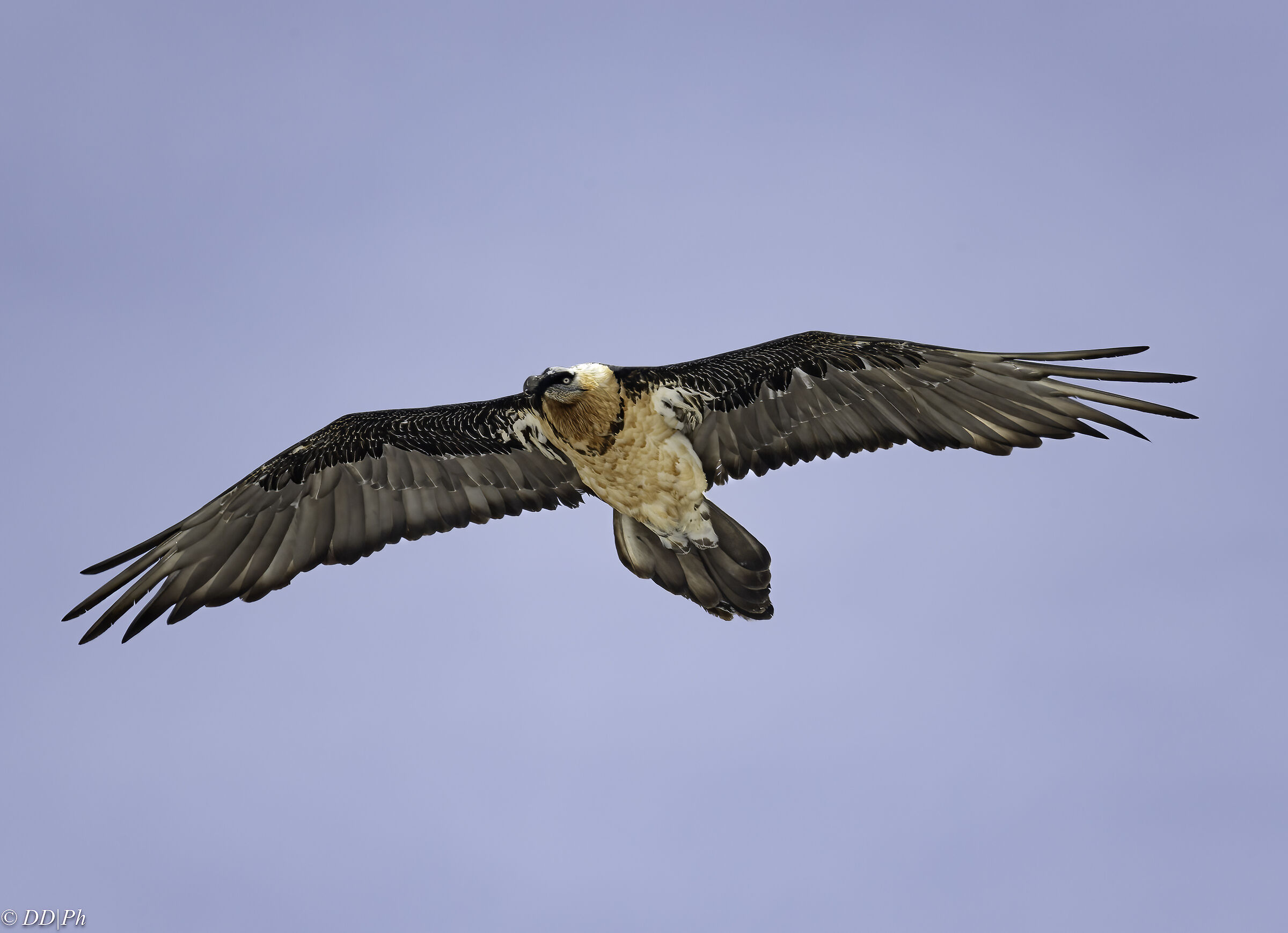 Bearded vulture