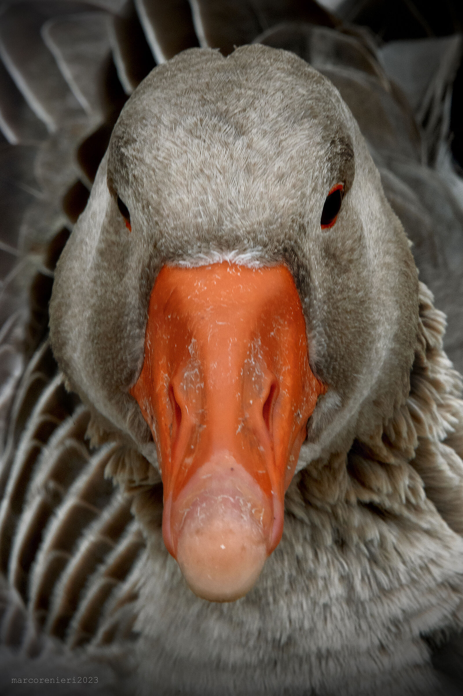 L'Oca selvaggia......