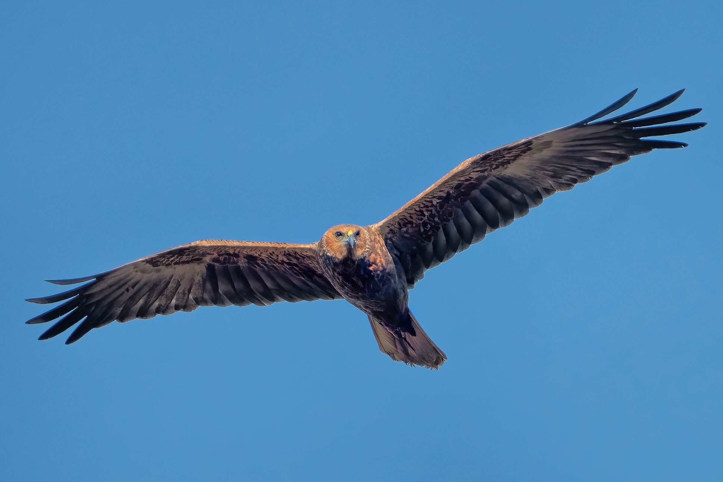 Marsh harrier (Circus aeruginosus) female
