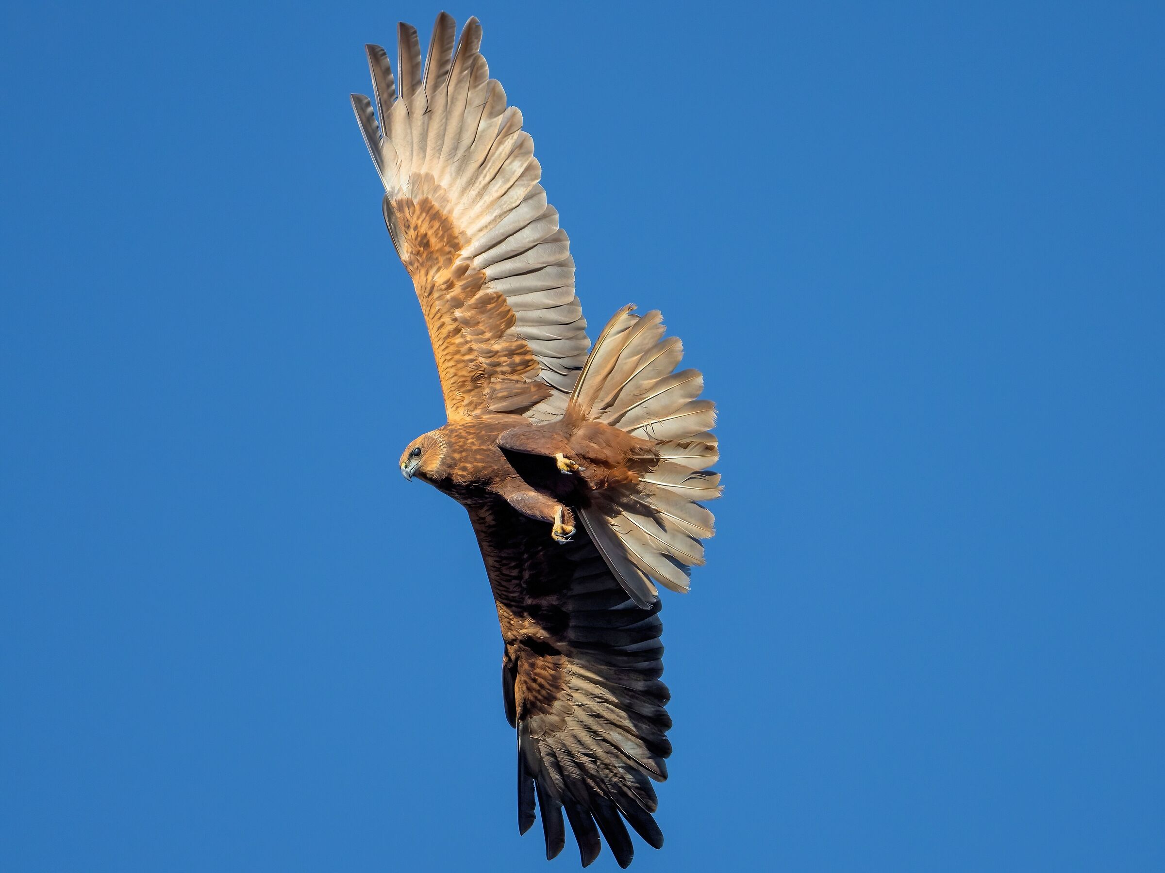 Falco di palude (Circus aeruginosus)