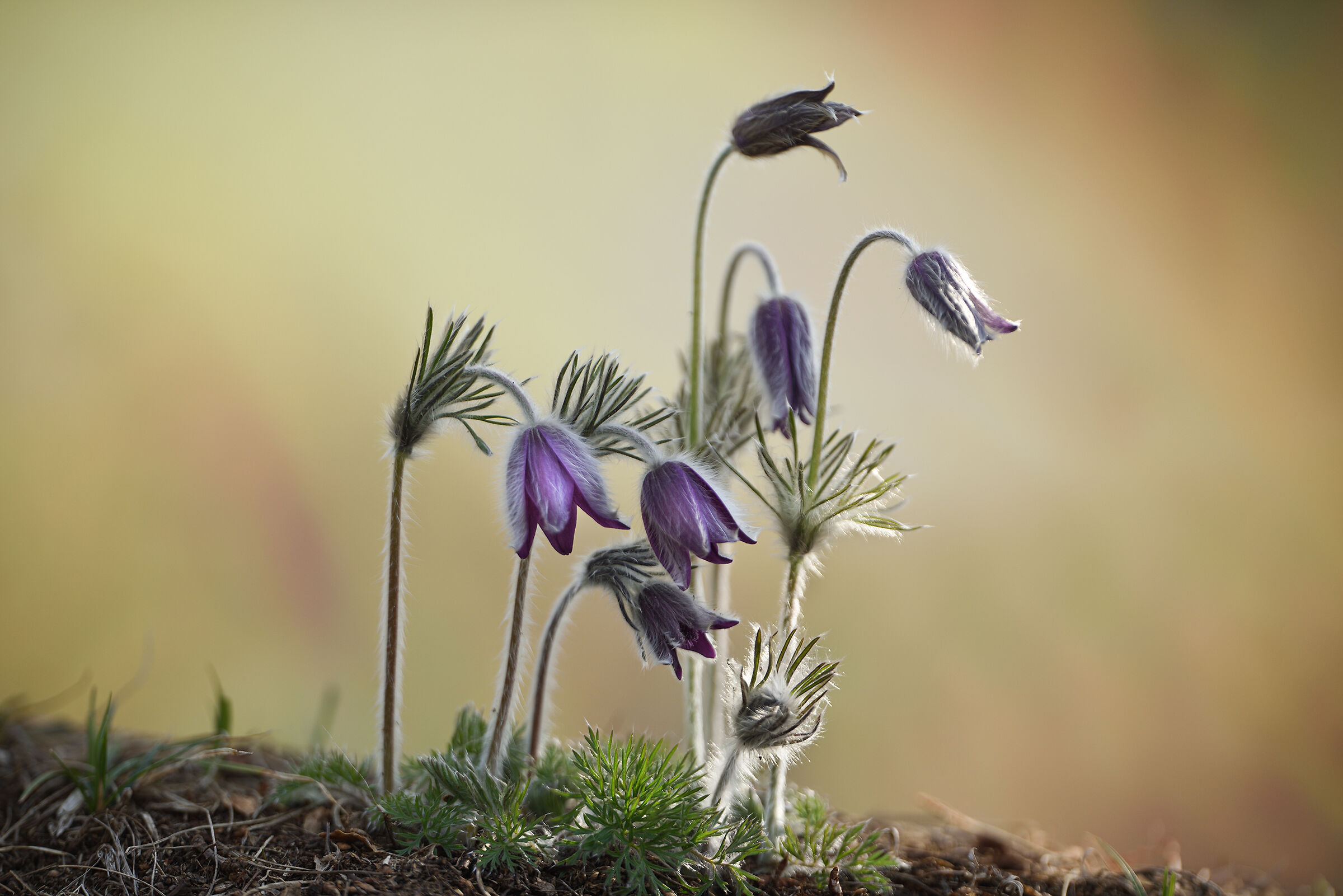 Pulsatilla montana