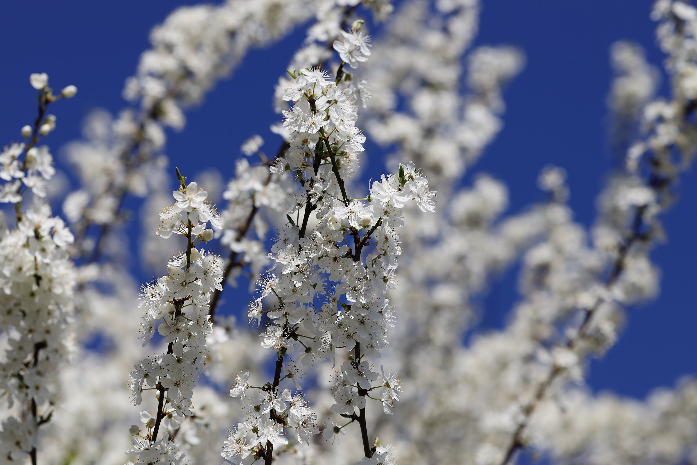 Come fiocchi di neve.