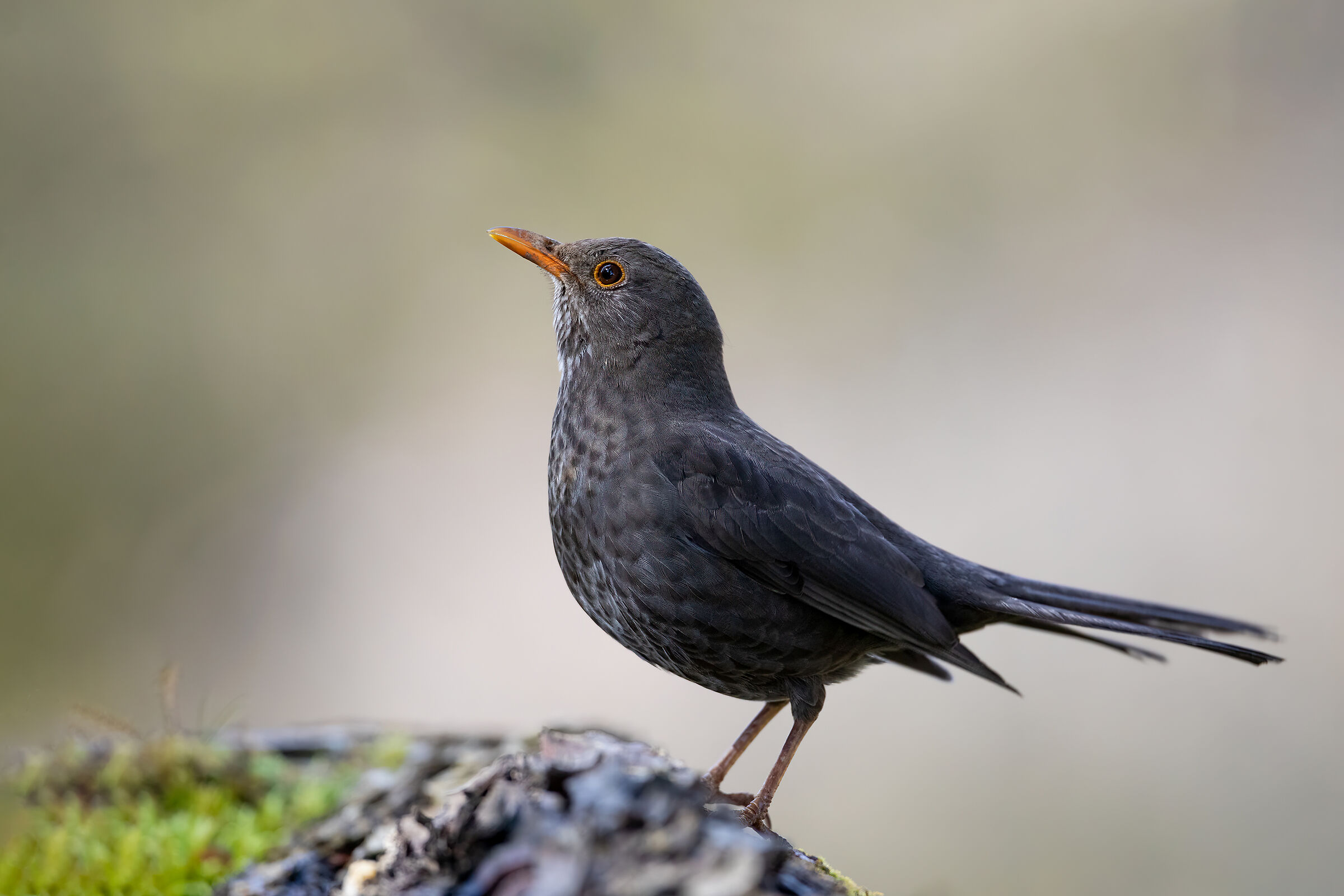 Female blackbird
