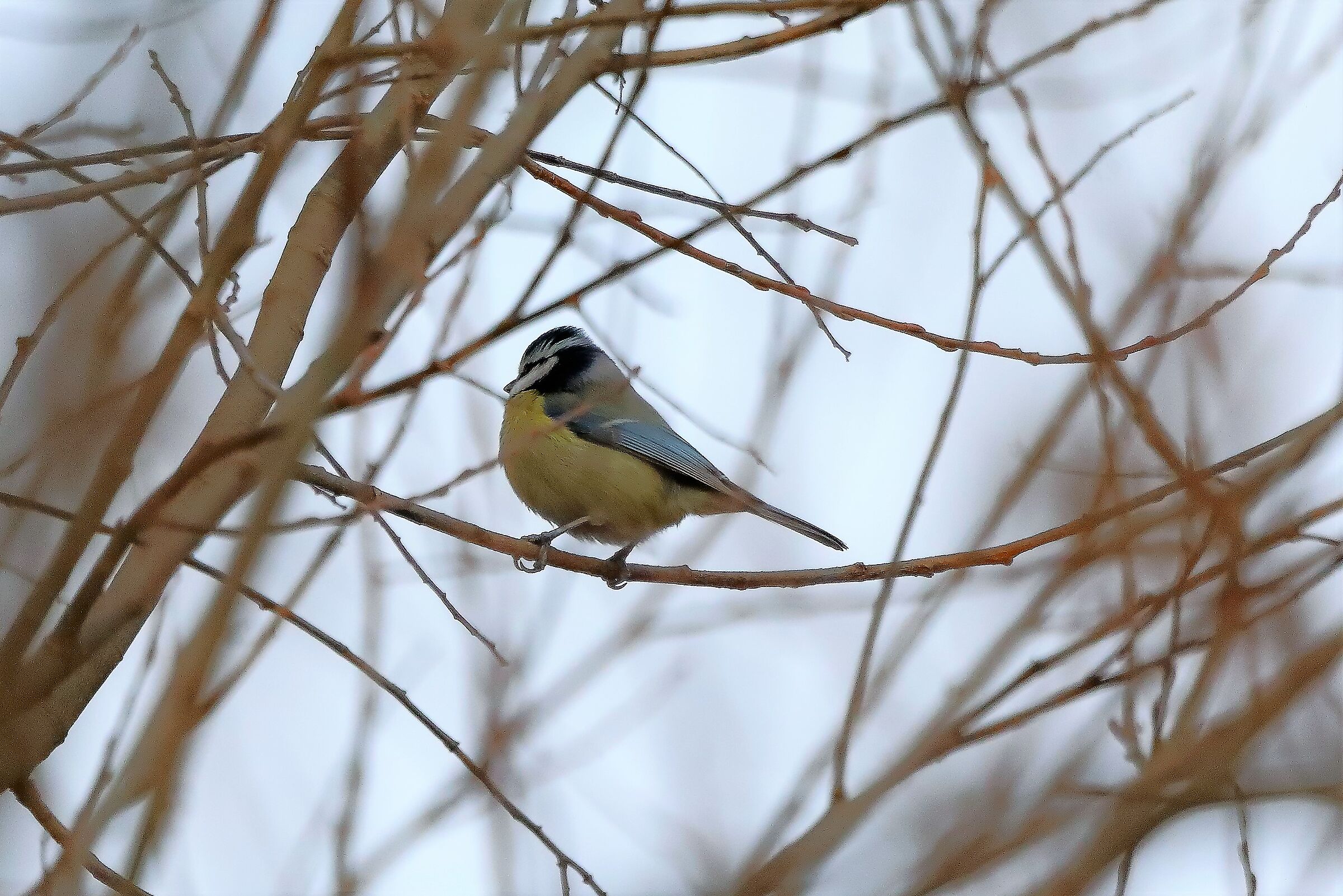 Cinciarella 11-01-2023