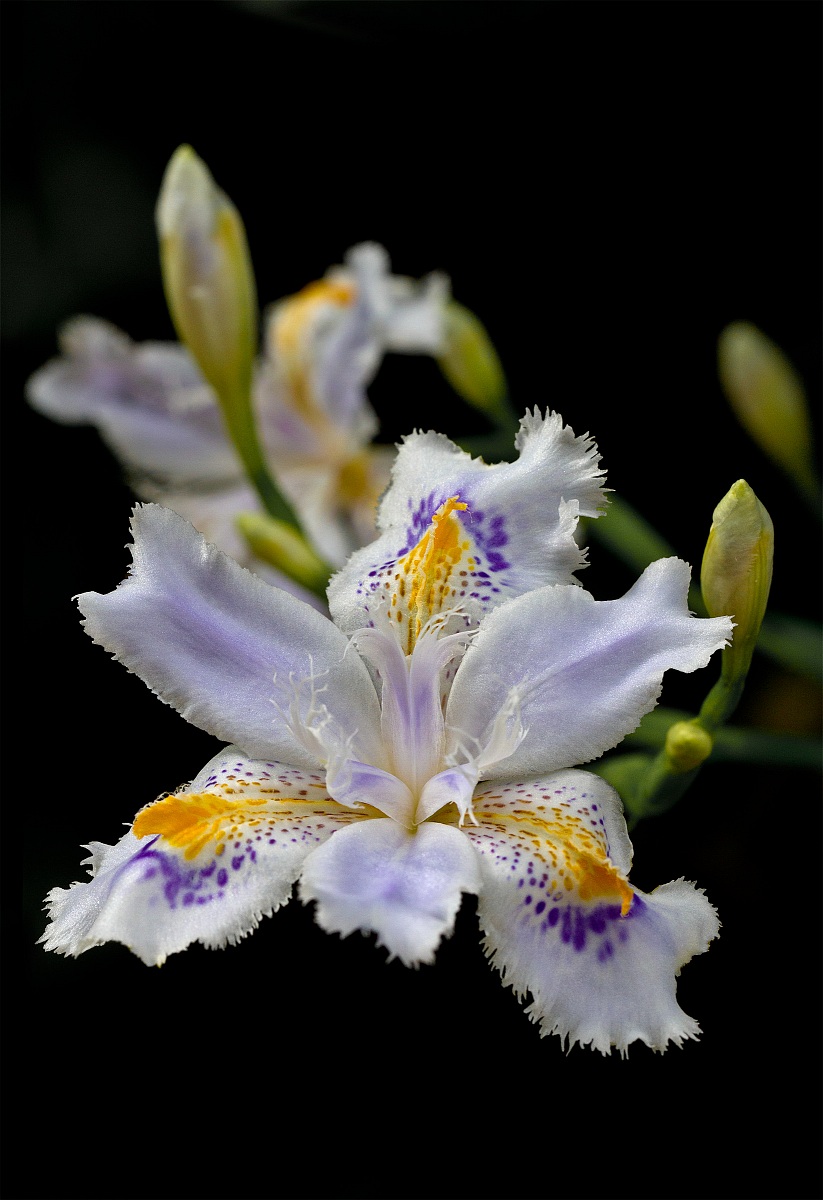 Iris Japonica