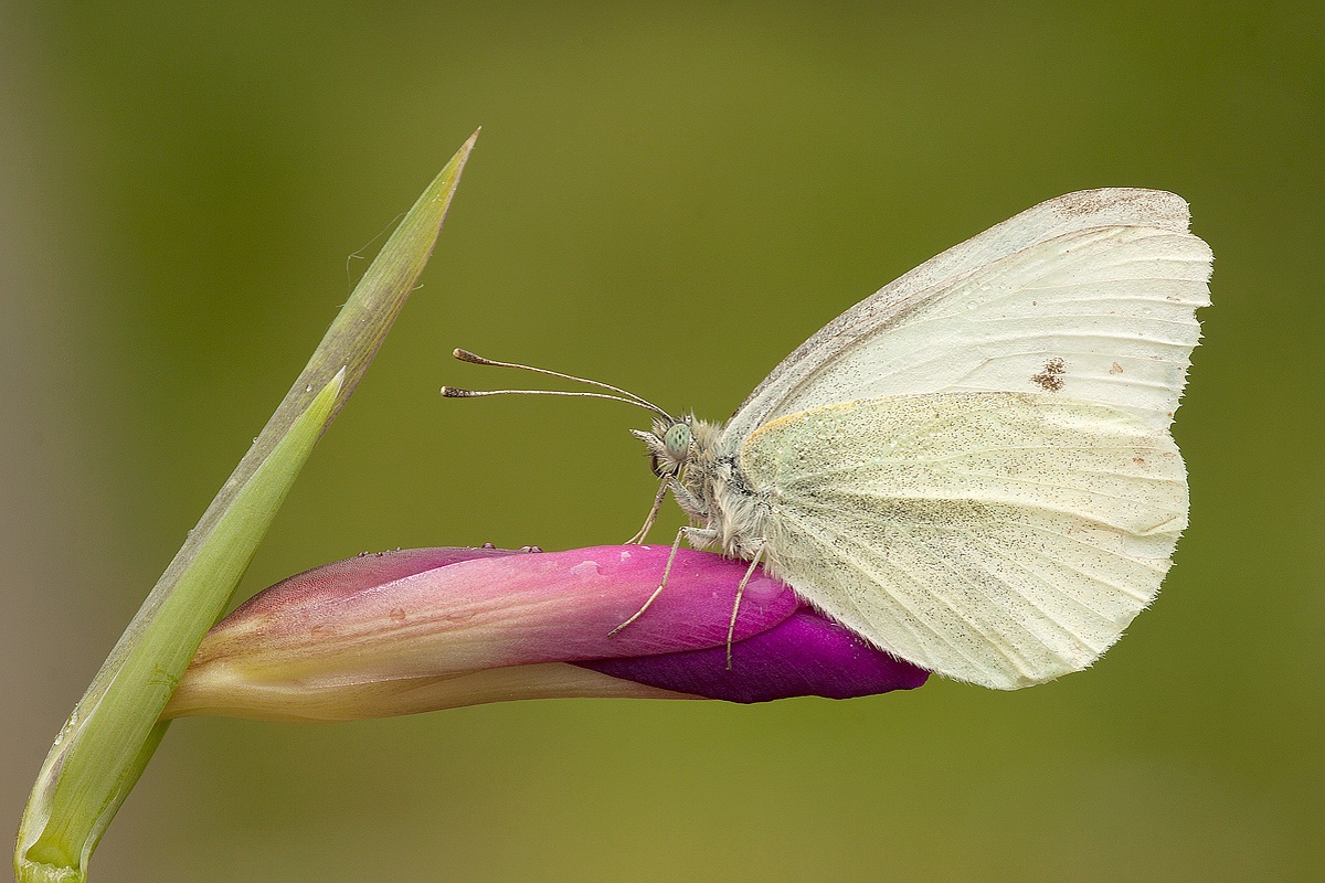 Pieris - prima della stagione