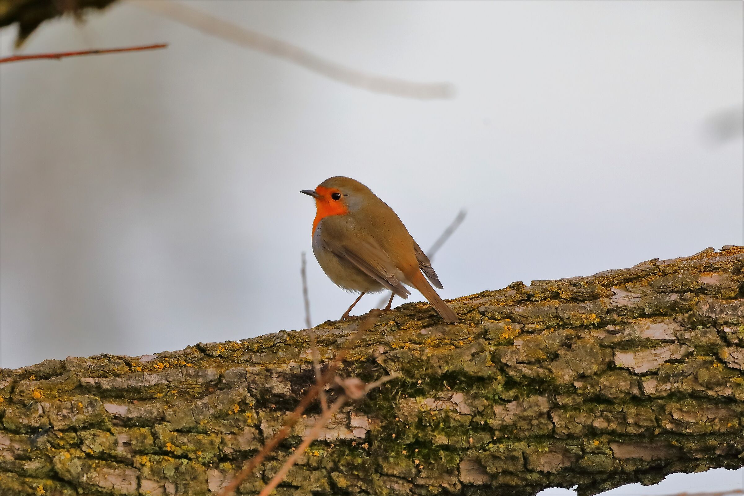 Pettirosso 11-01-2023