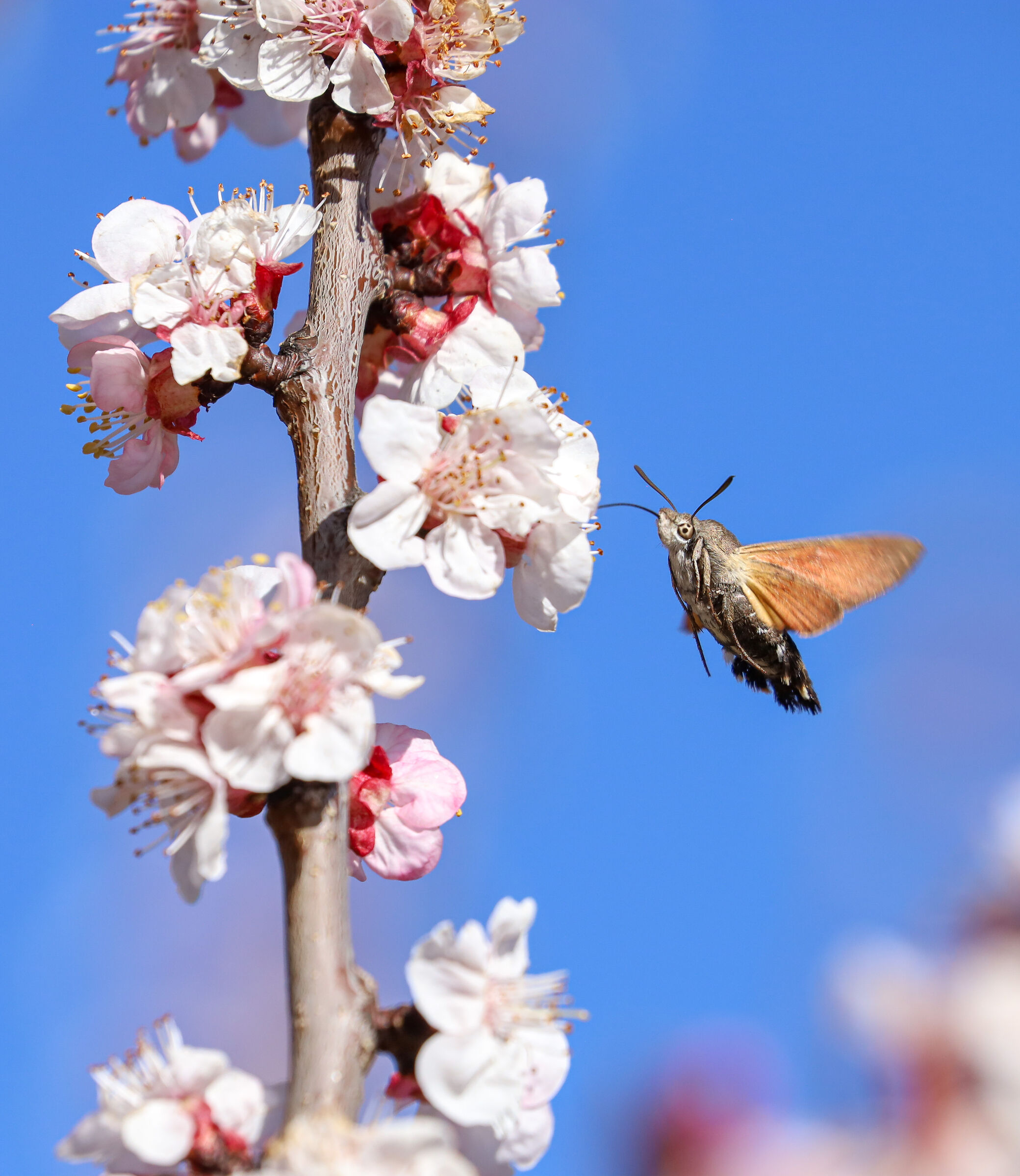 Tasting... of Spring