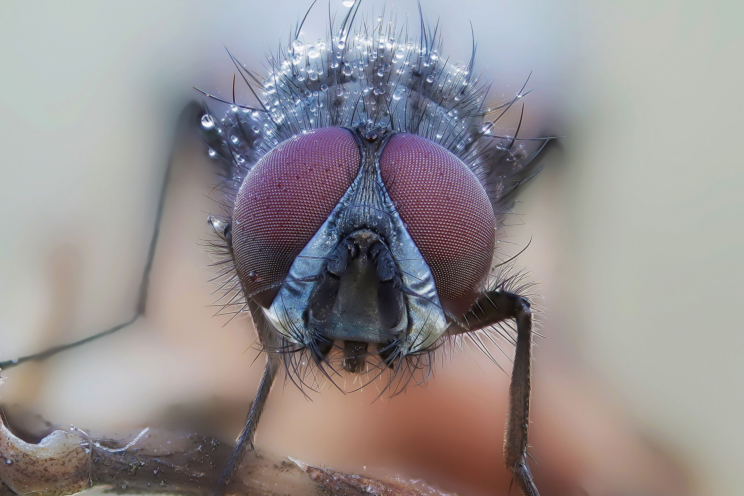 Moschino under the frost