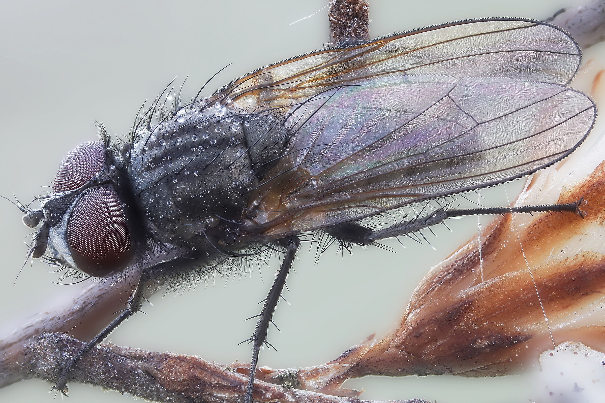 Moschino under the frost