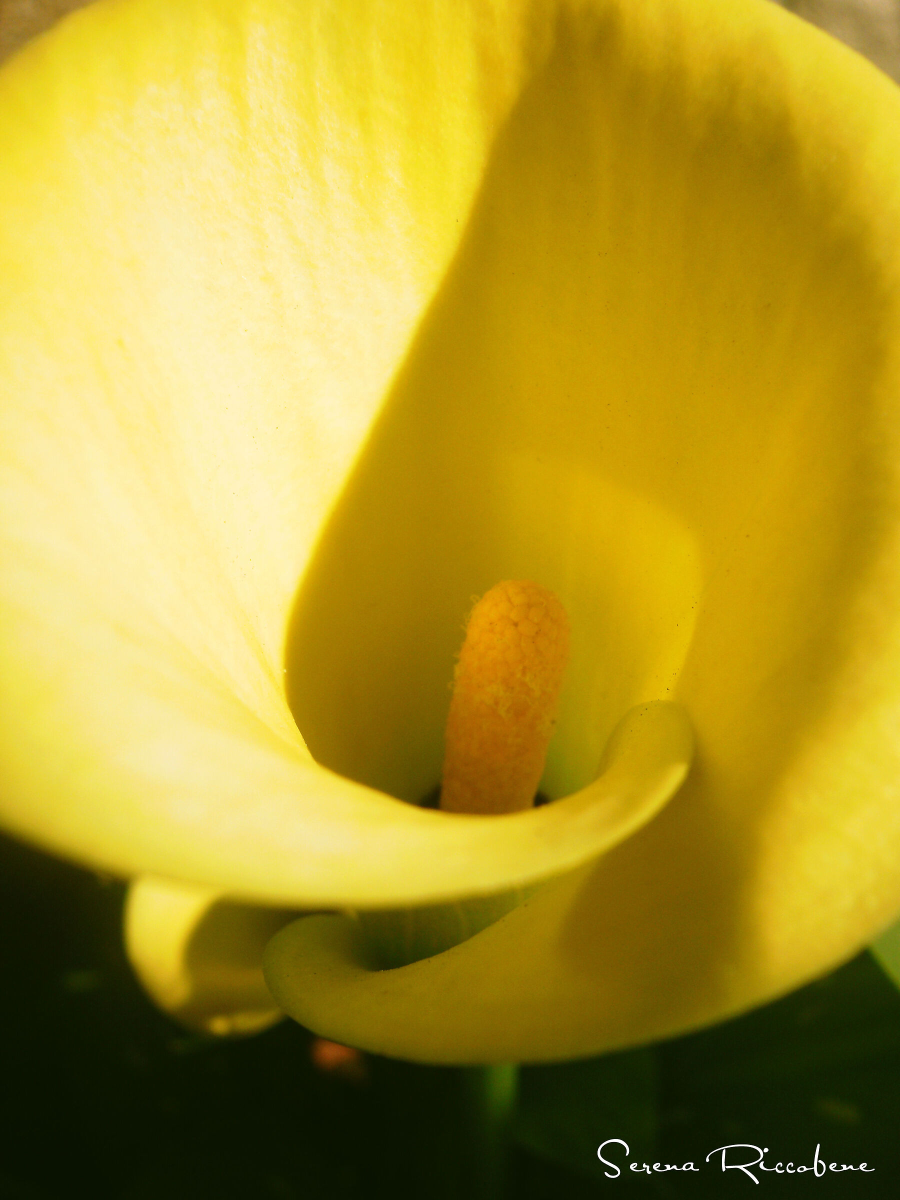 Calla