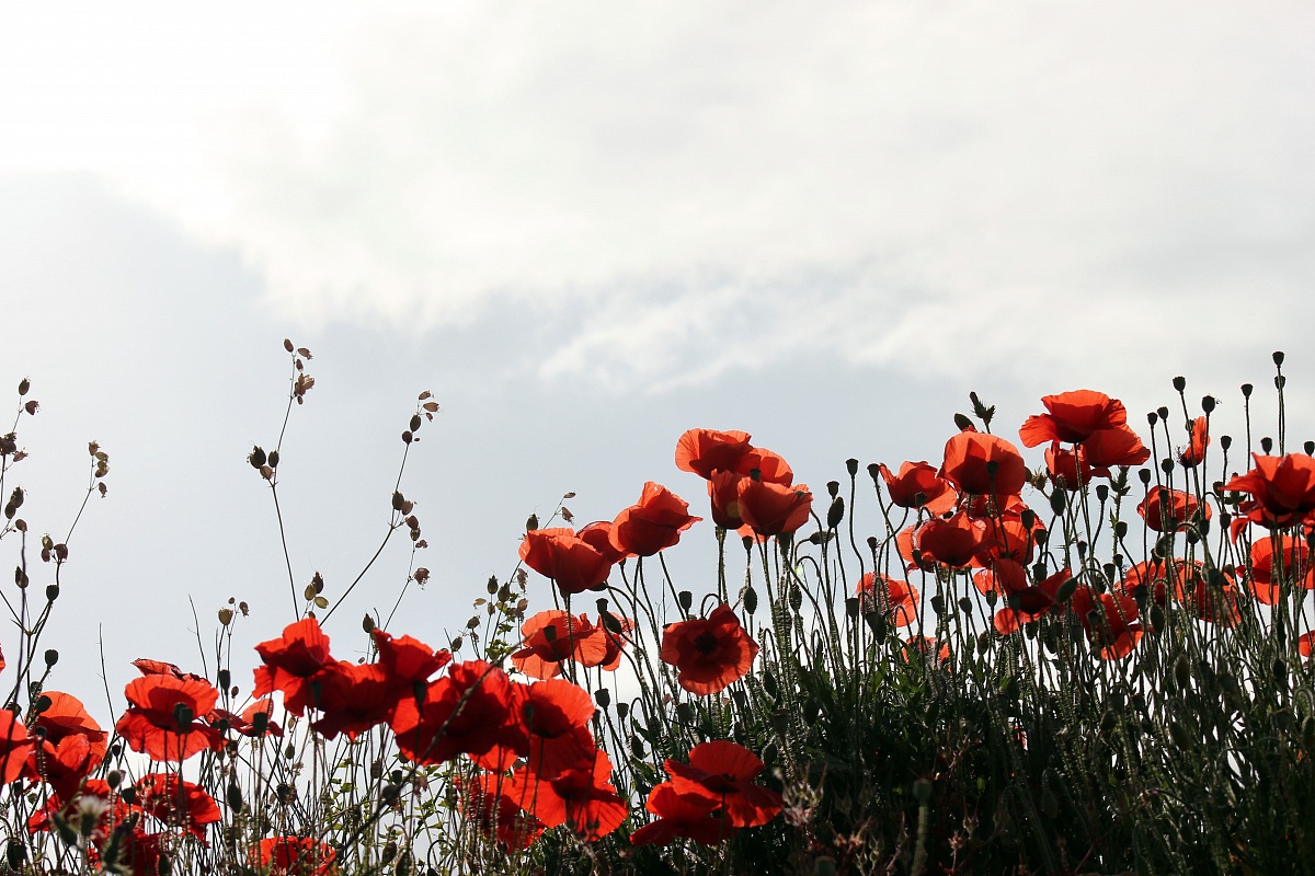 Poppies
