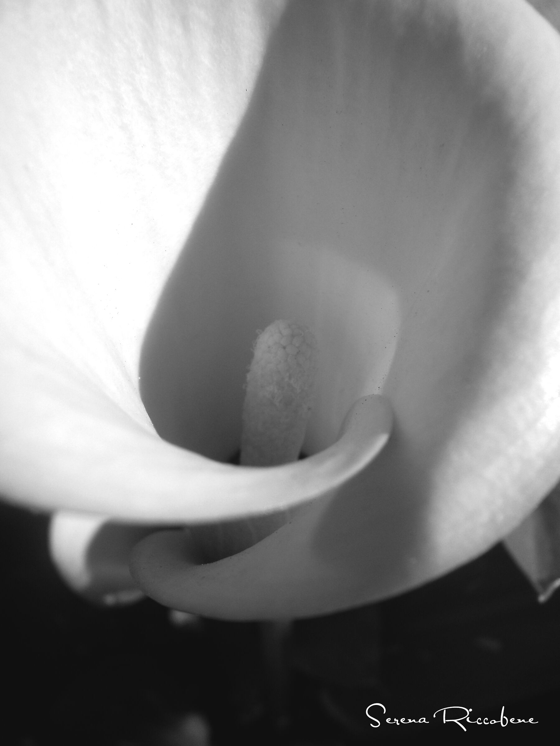 Calla black and white