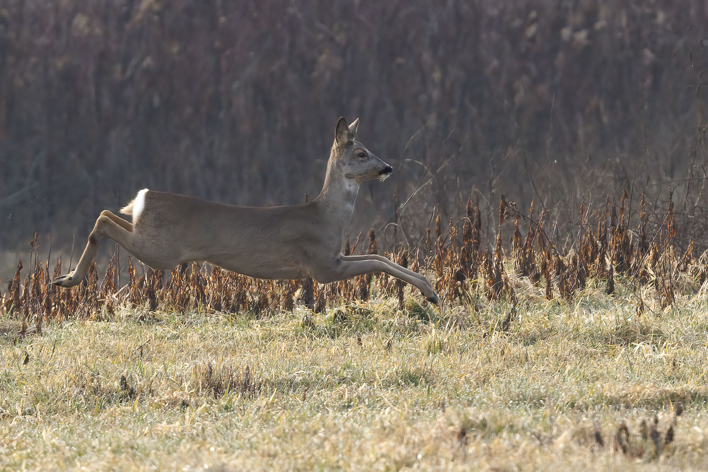 The jump of the roe deer