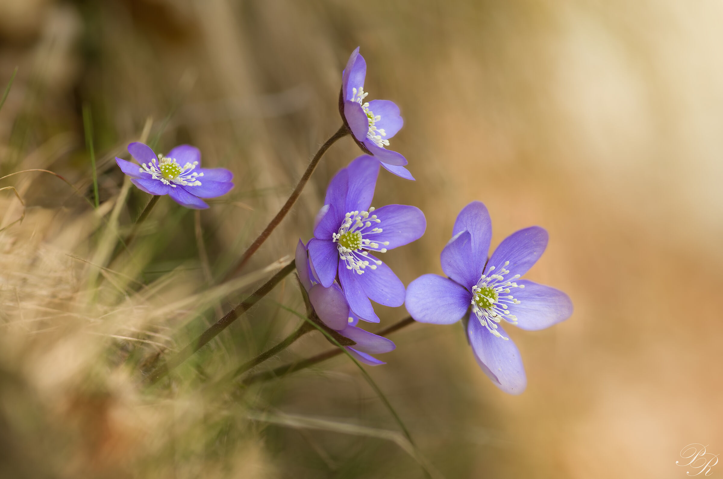 Hepatica nobilis