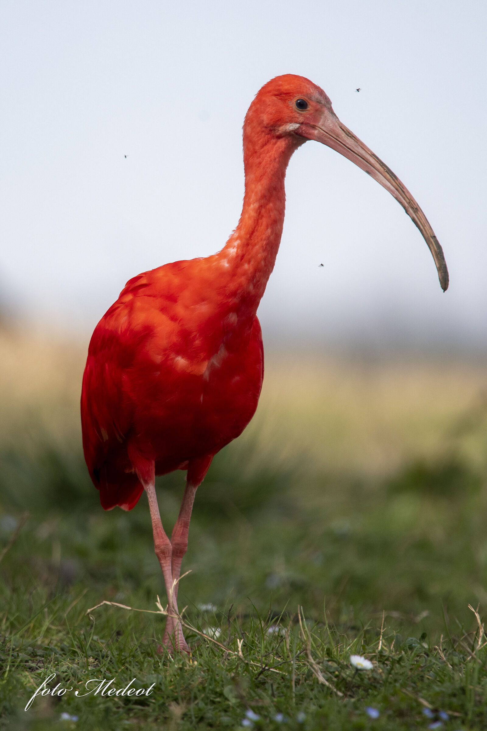 Ibis Scarlet