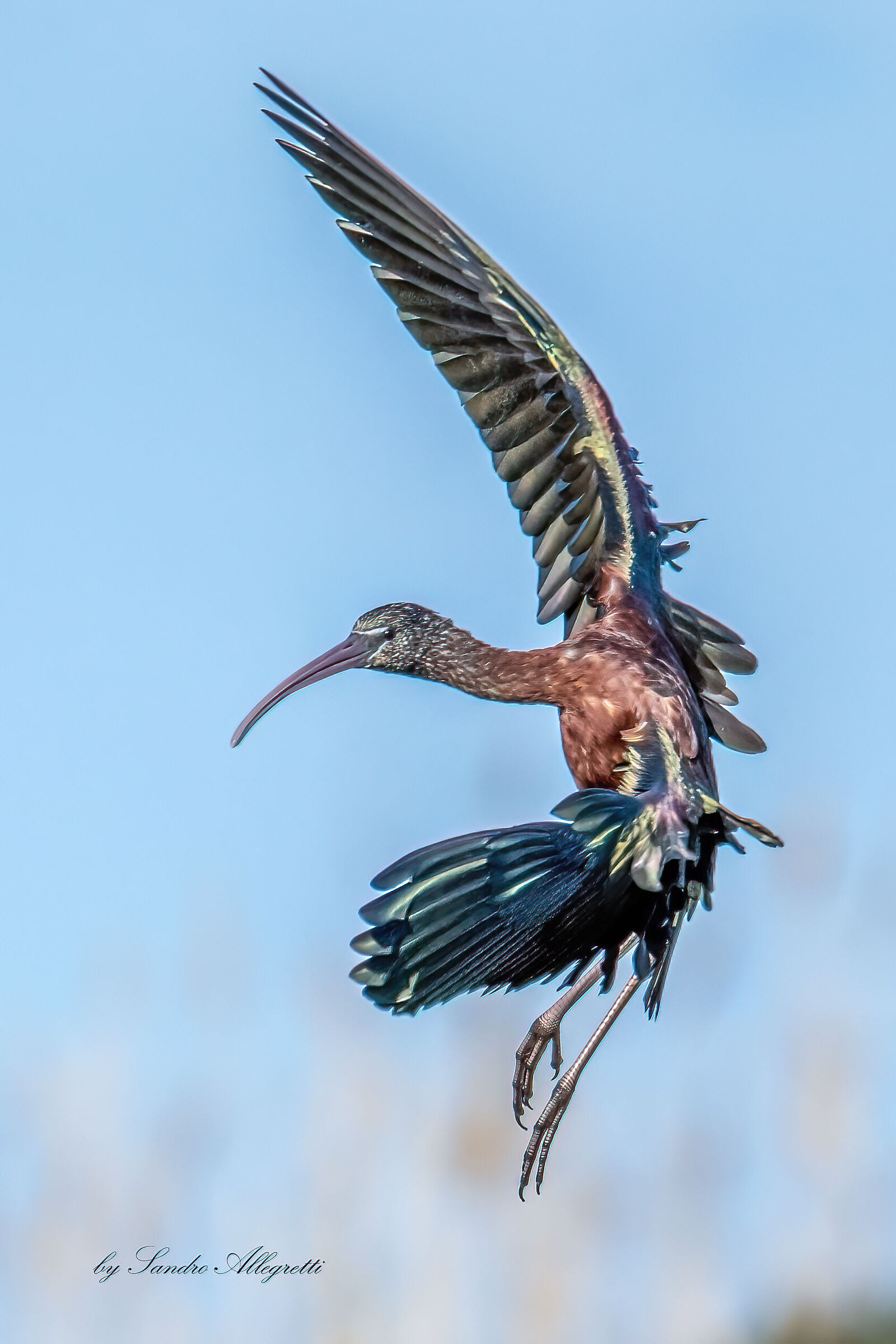 Il mignattaio (Plegadis falcinellus)