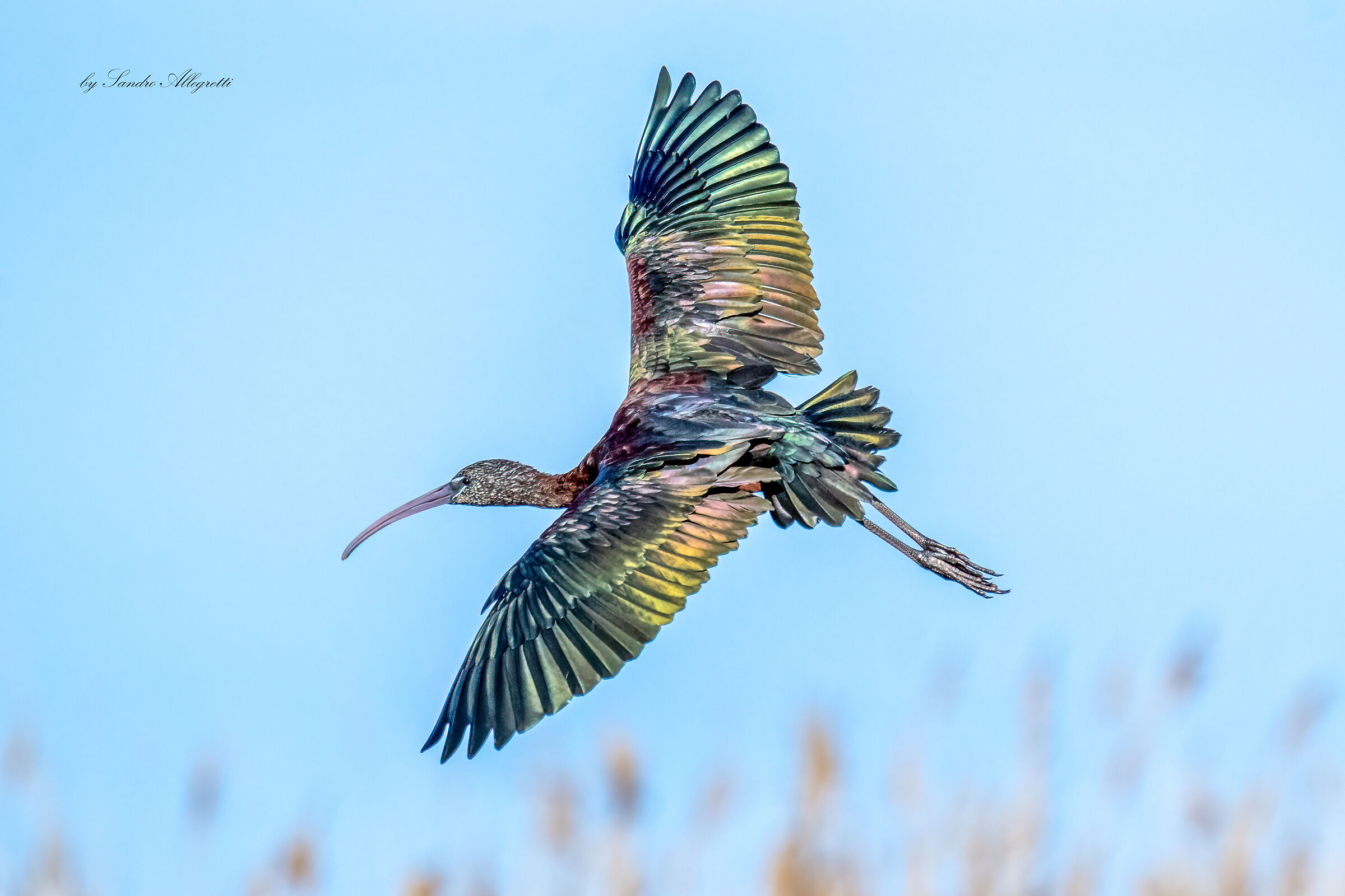 Il mignattaio (Plegadis falcinellus)