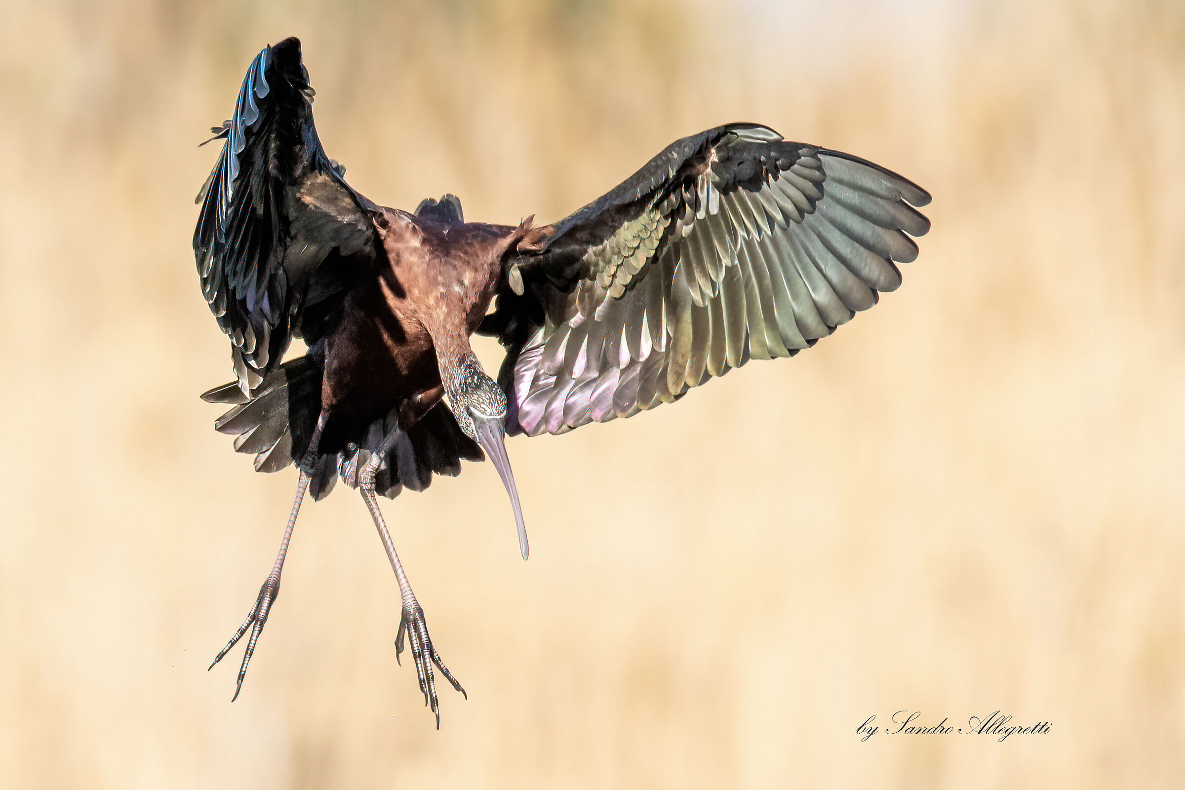 Il mignattaio (Plegadis falcinellus)