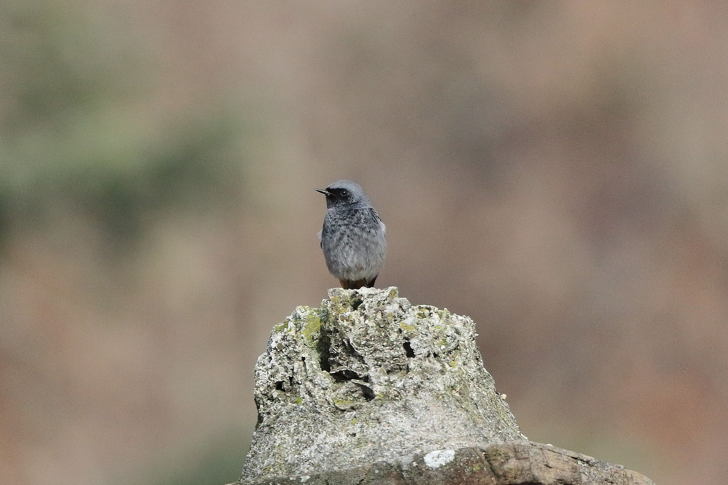 Codirosso 04 gennaio 2023