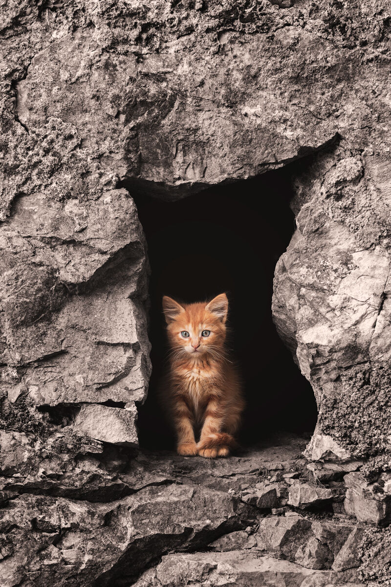 Gattino
