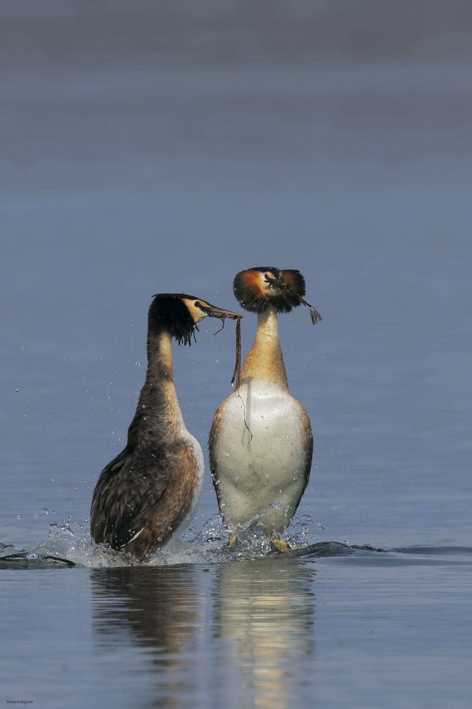 Pair of Great Grebe