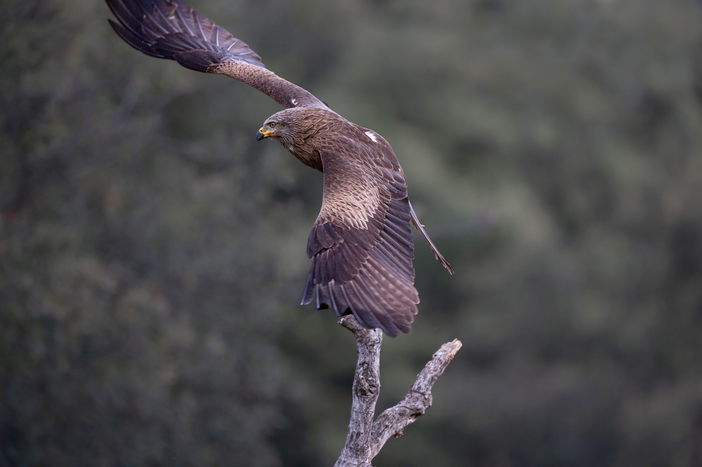 Black kite