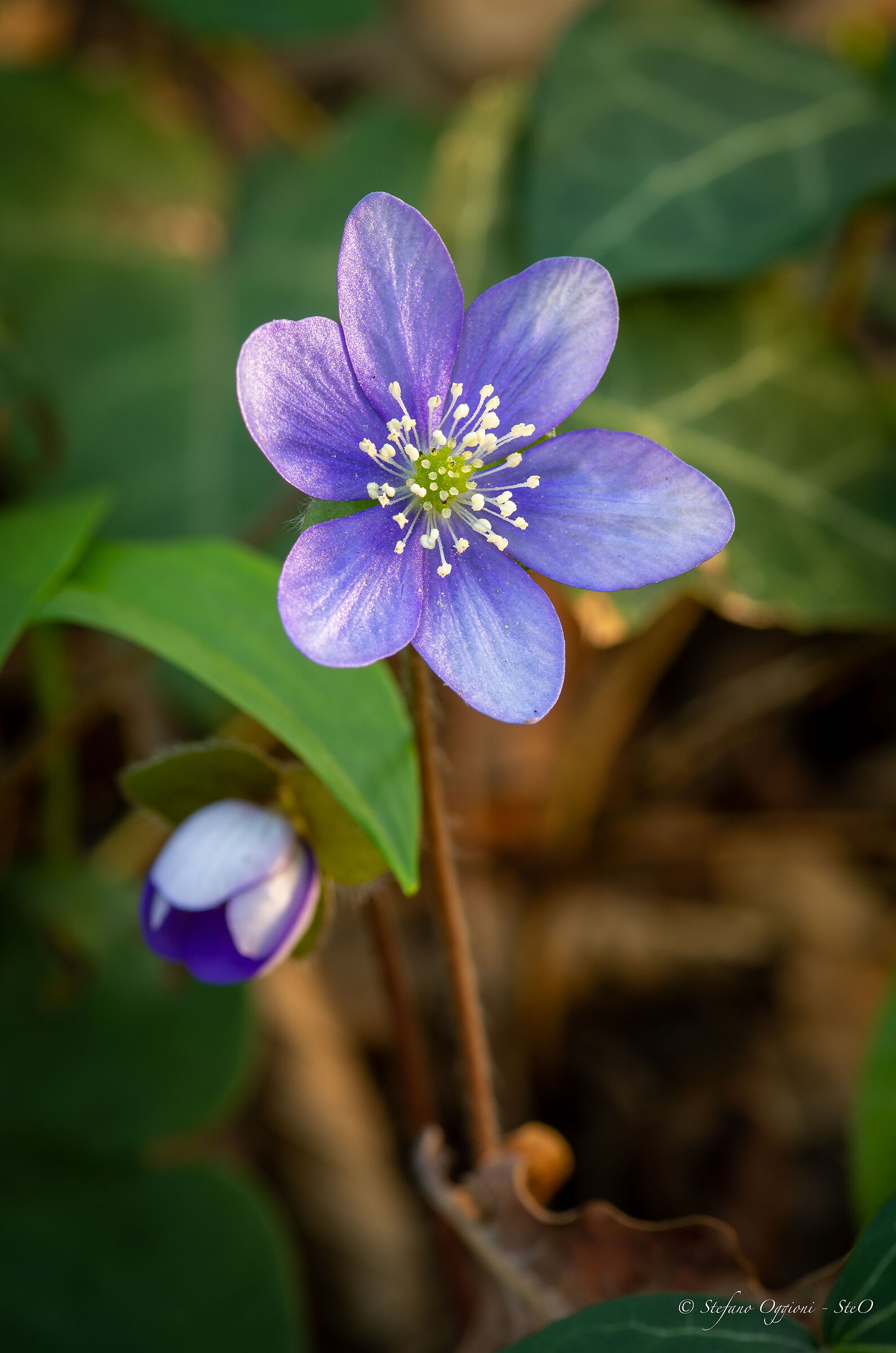 Hepatica Nobilis