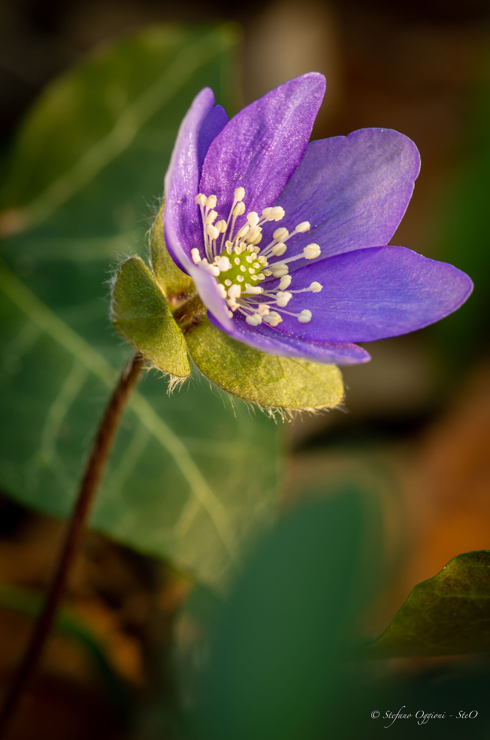Hepatica Nobilis