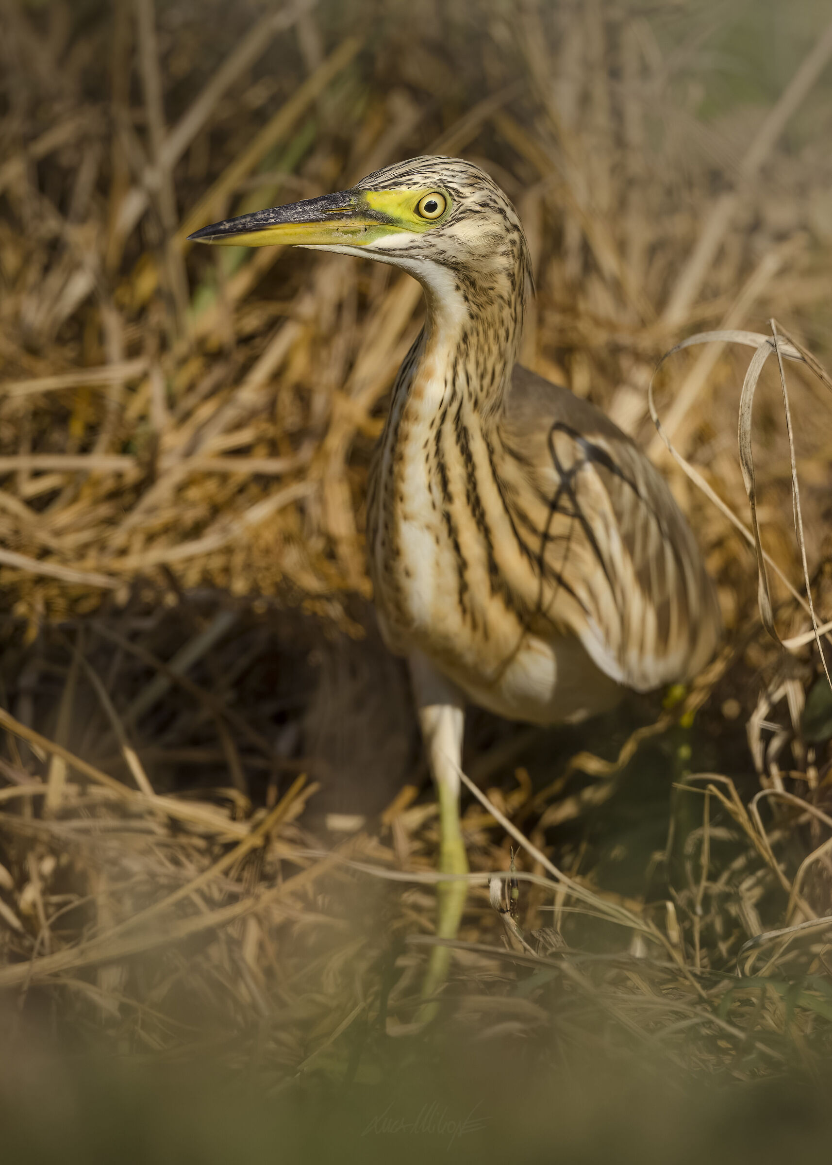 squacco heron