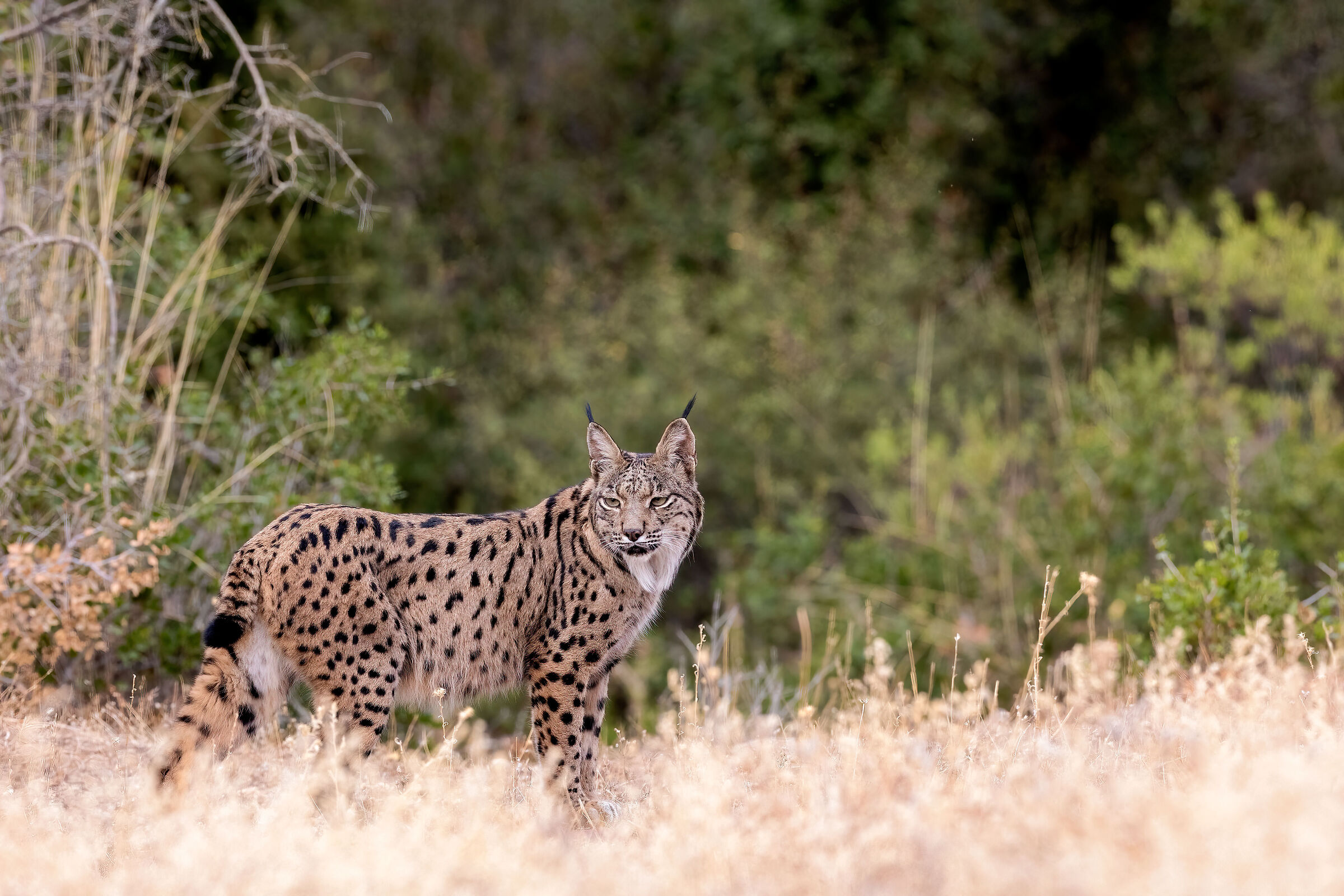 Adult female lynx