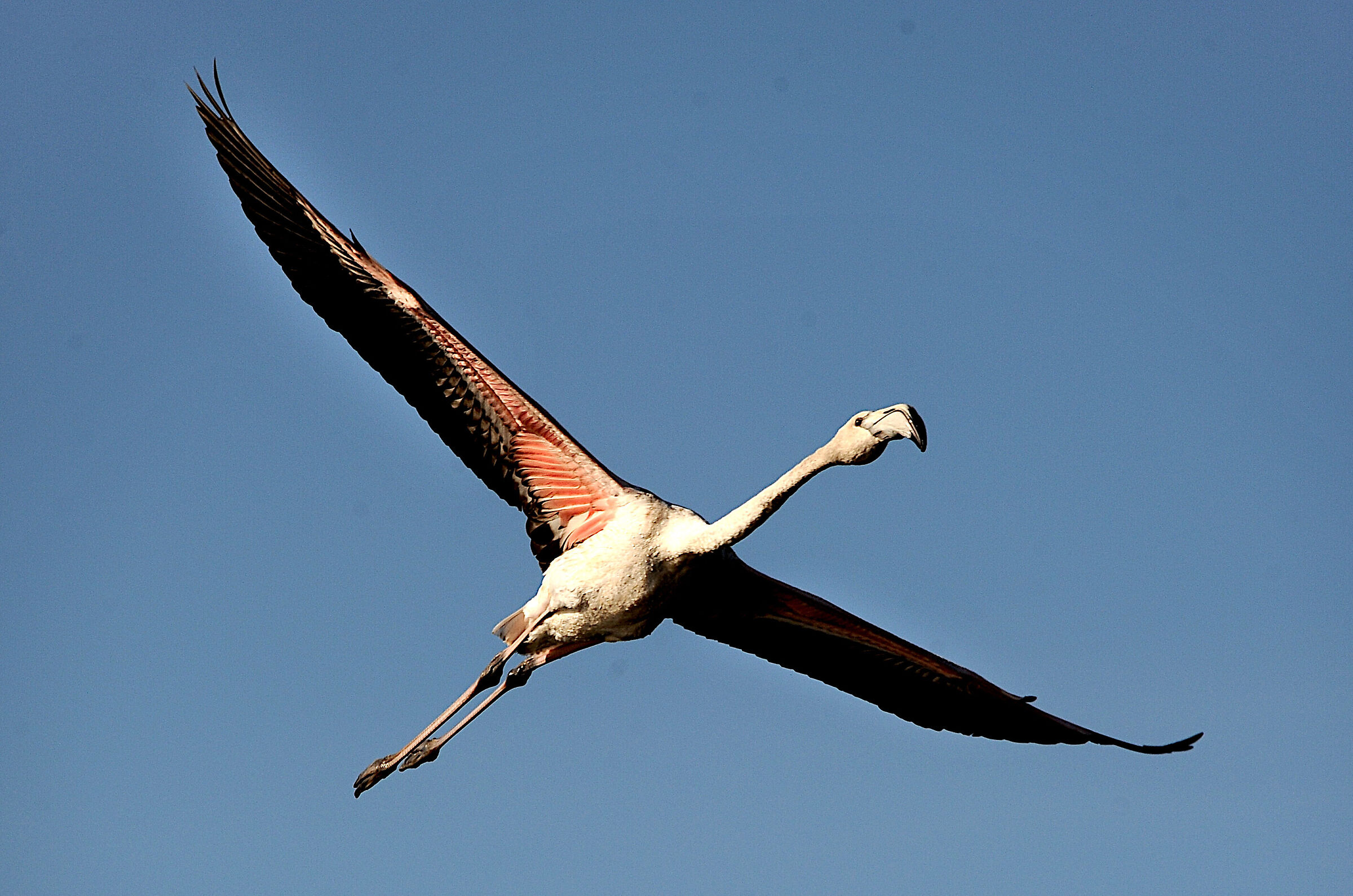 Pink flamingo at the Pantani dell'Inferno