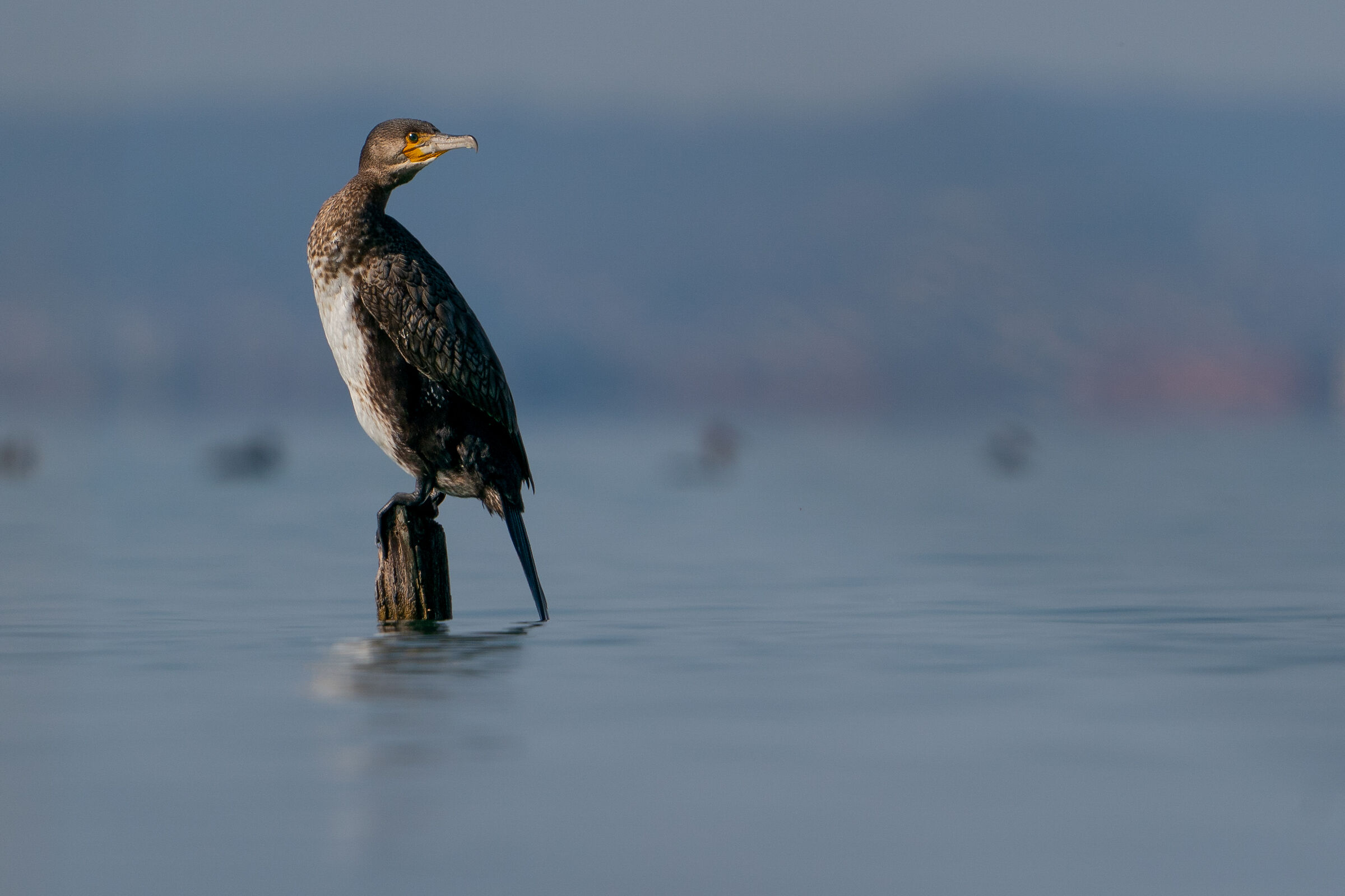 Cormorant