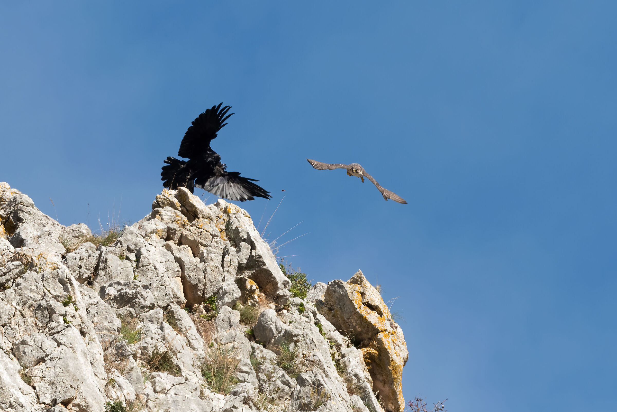 Lanner (who snatches the crow)