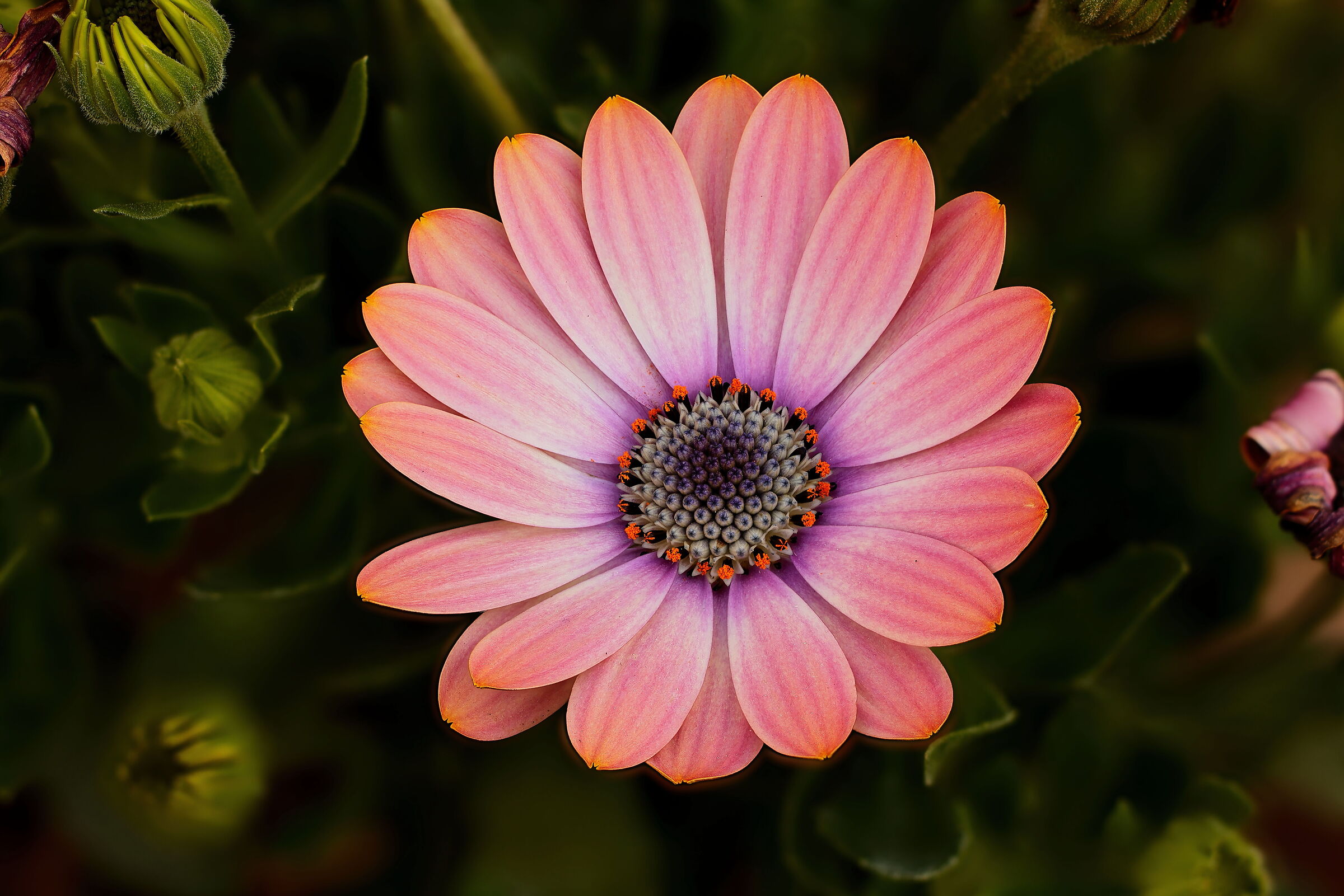 African Daisy