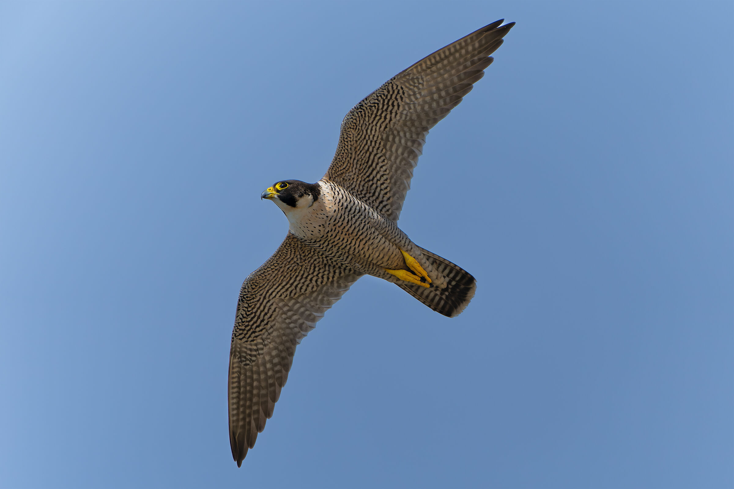 peregrine