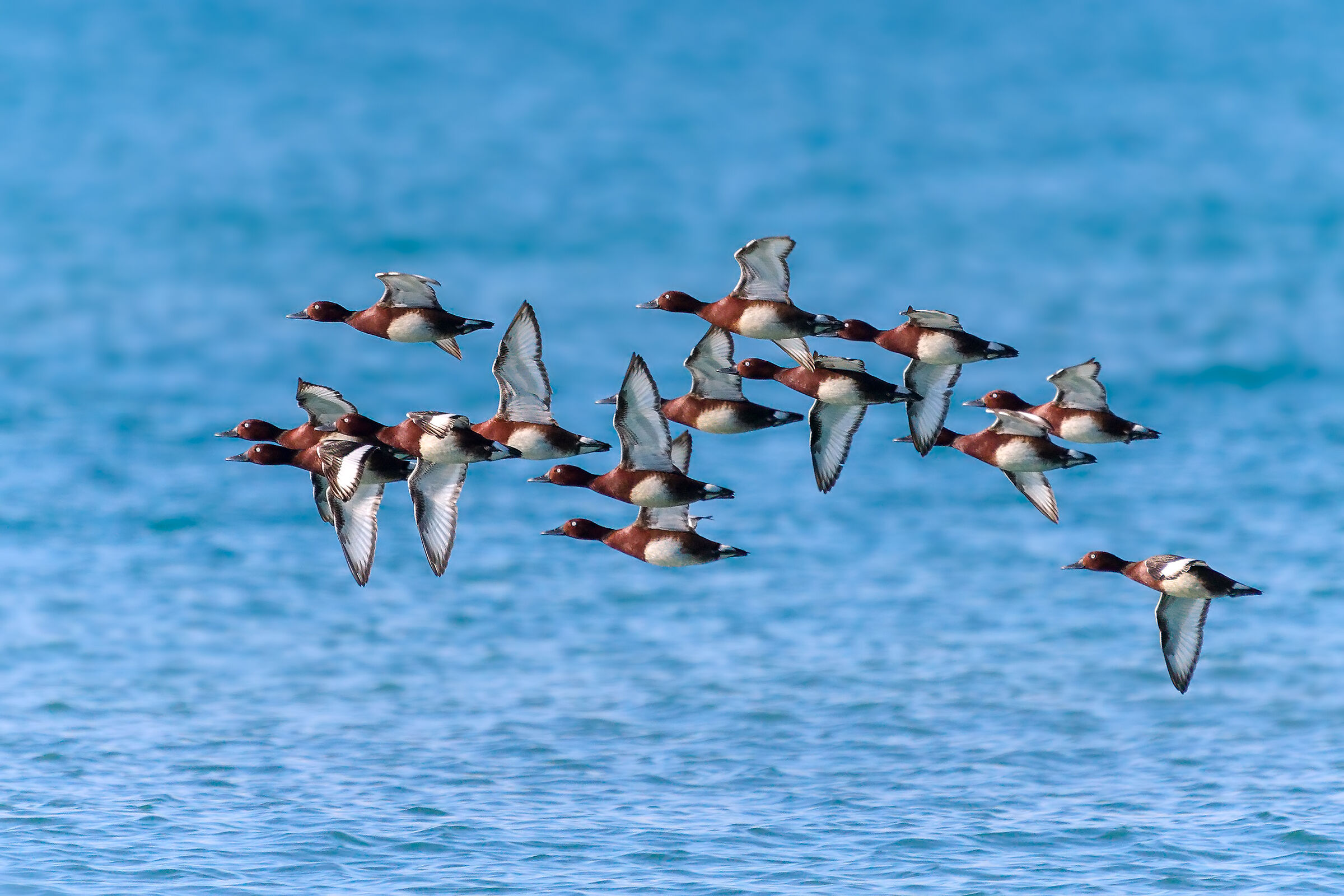 Morette tabaccate in migration