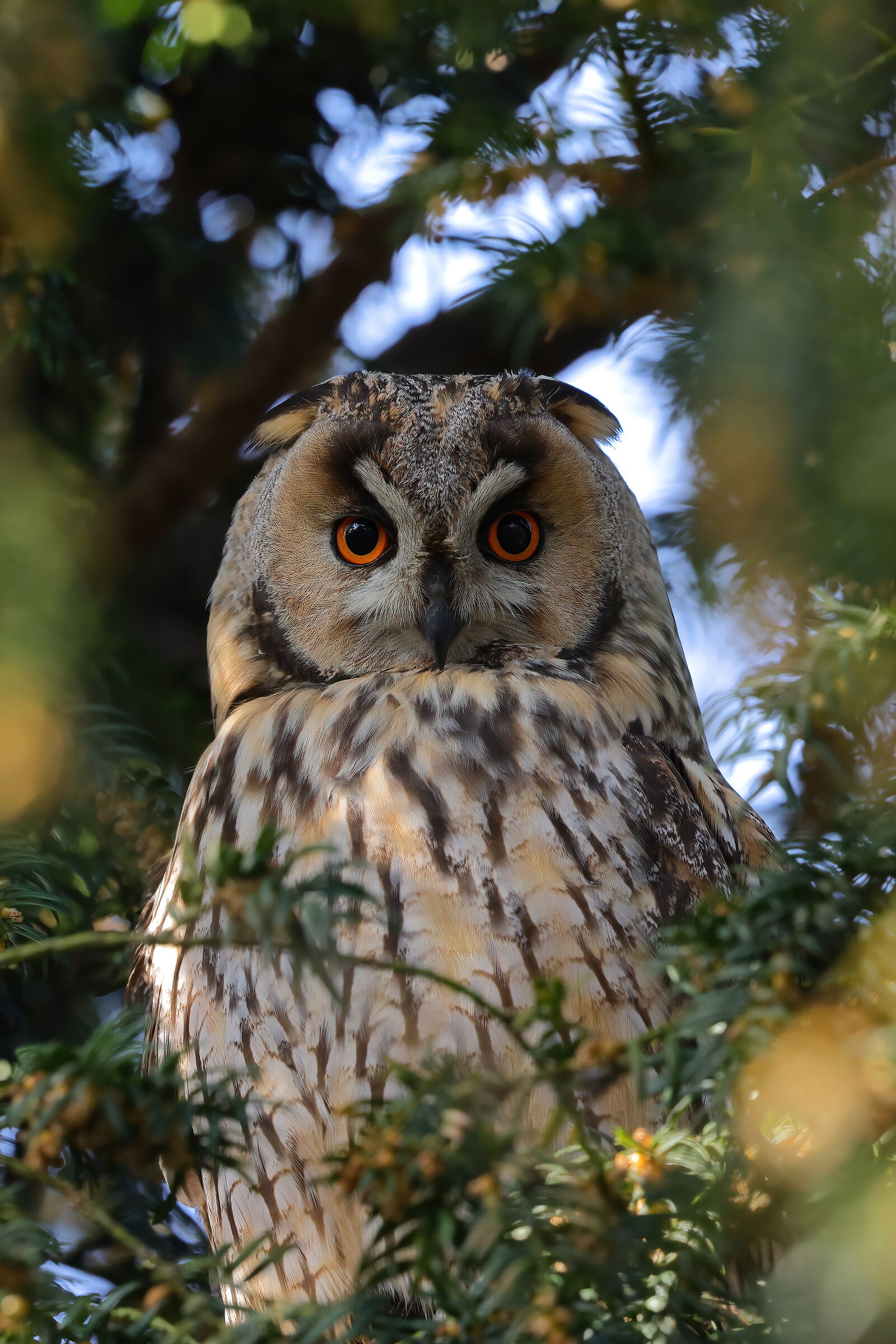 Long-eared owl