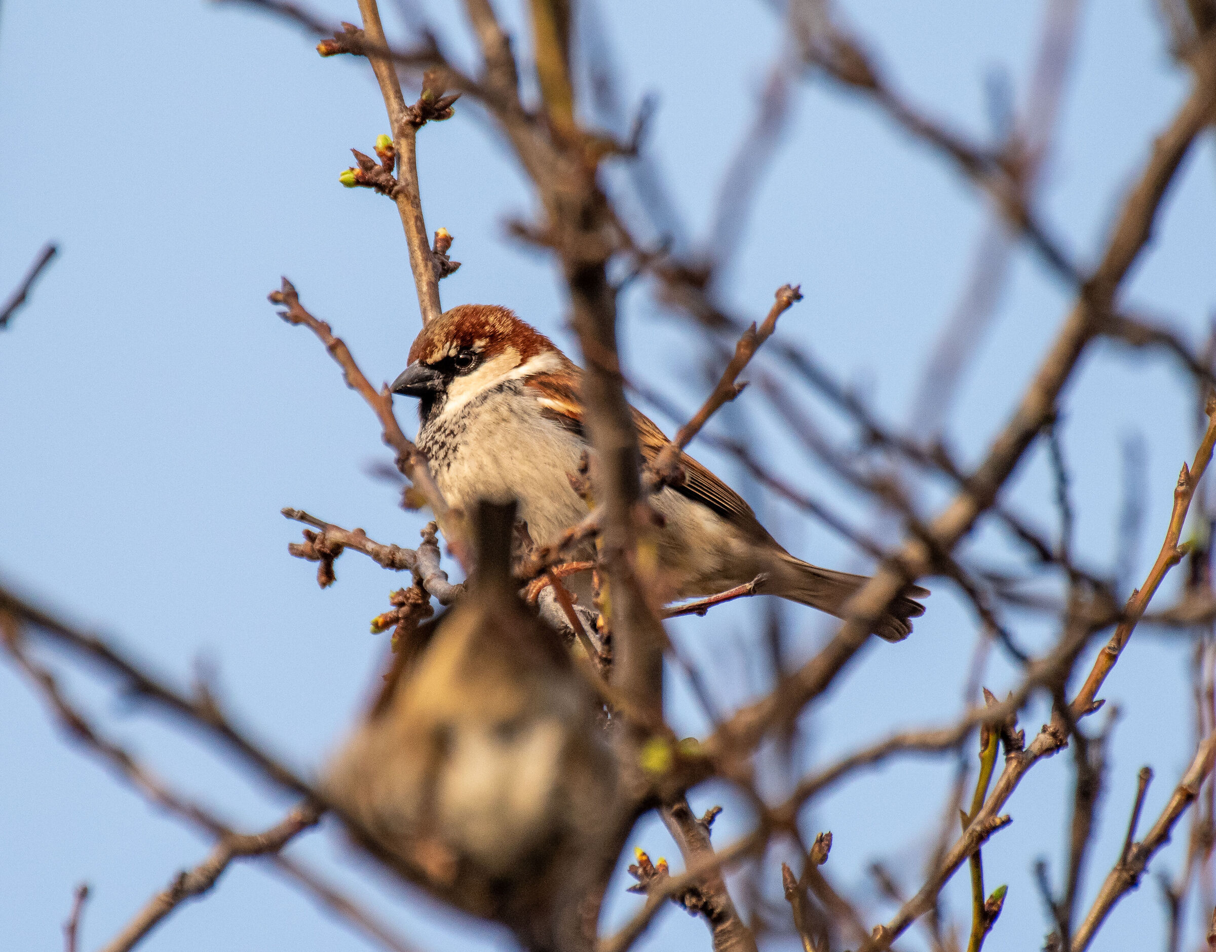 Sparrows in Spring