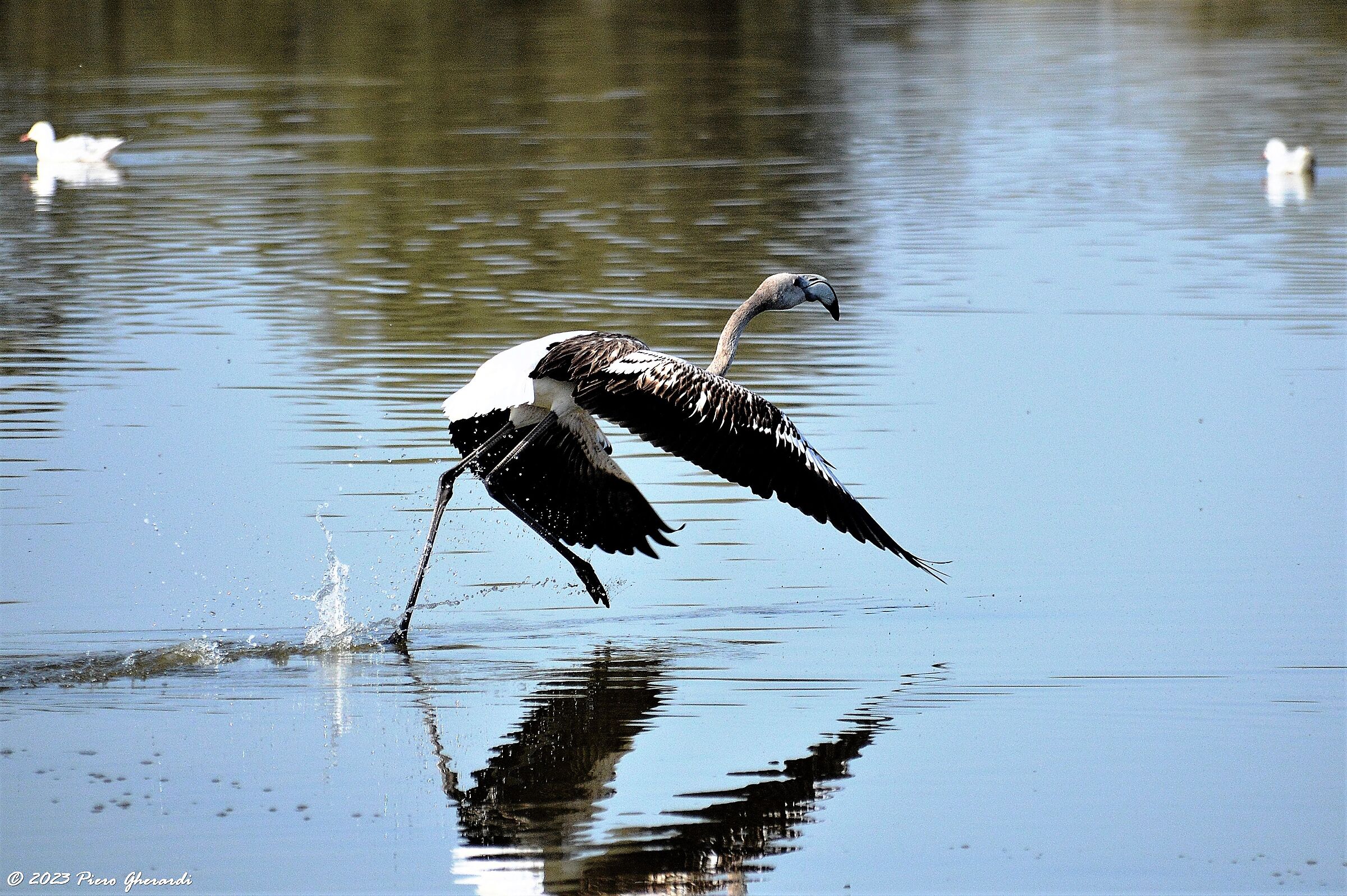 Uccelli