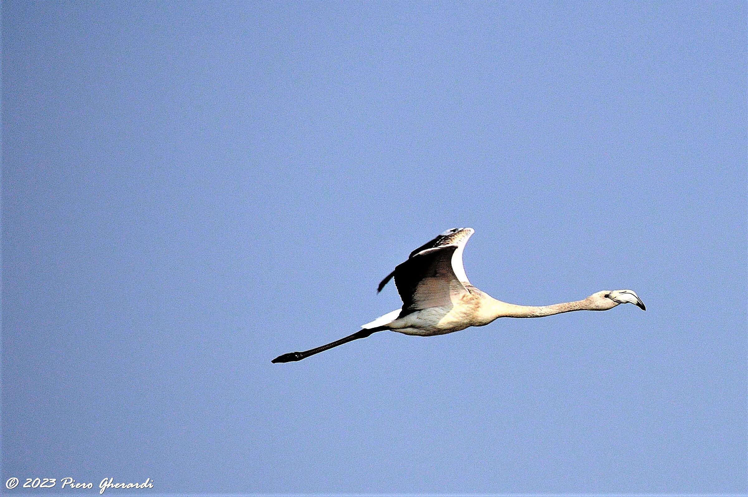 Uccelli