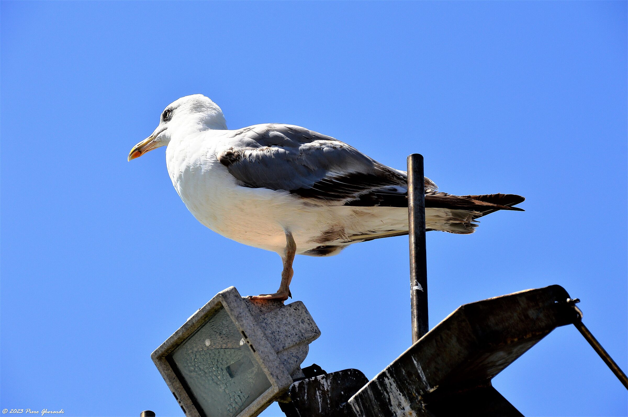 Uccelli