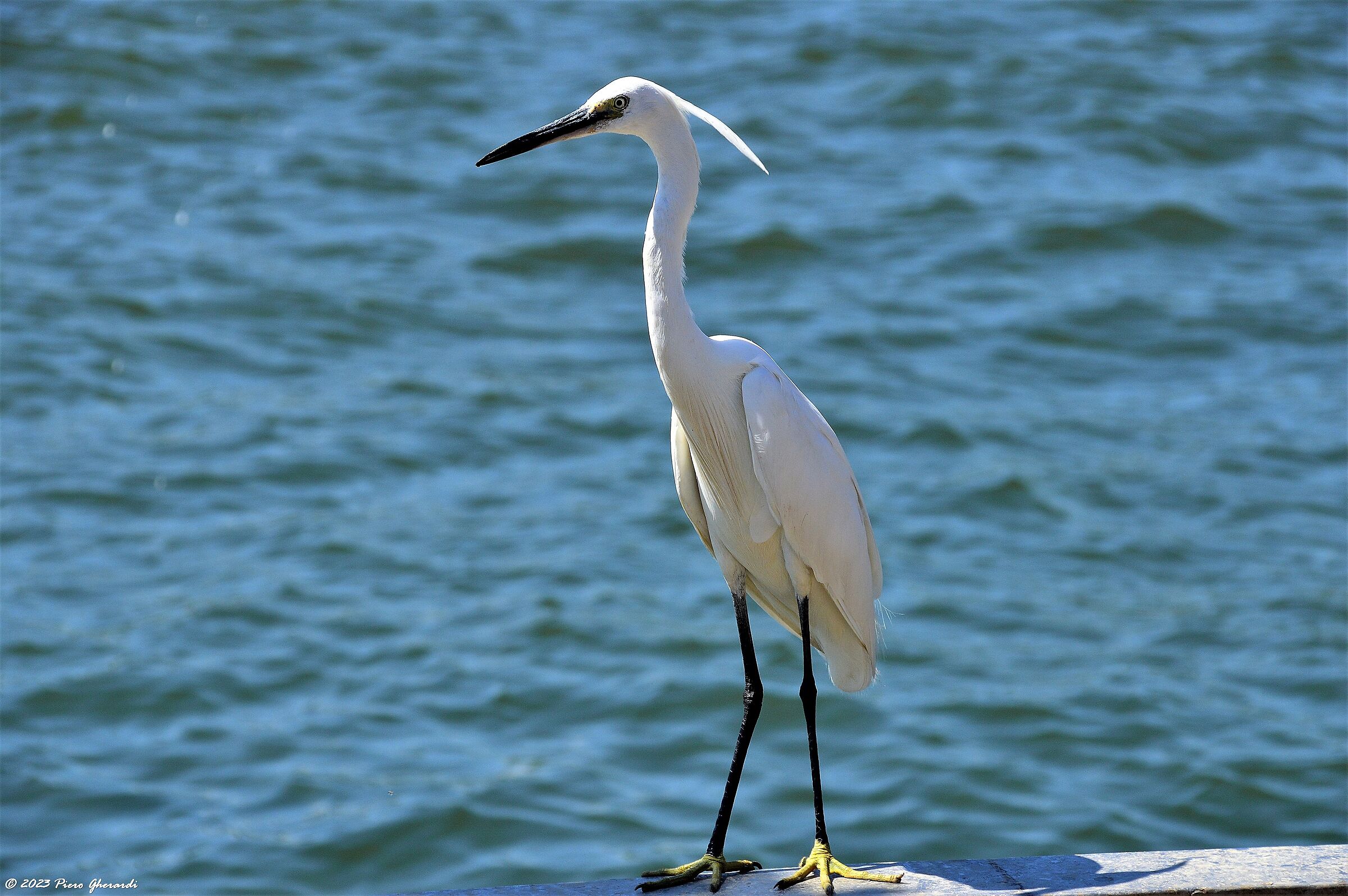 Uccelli